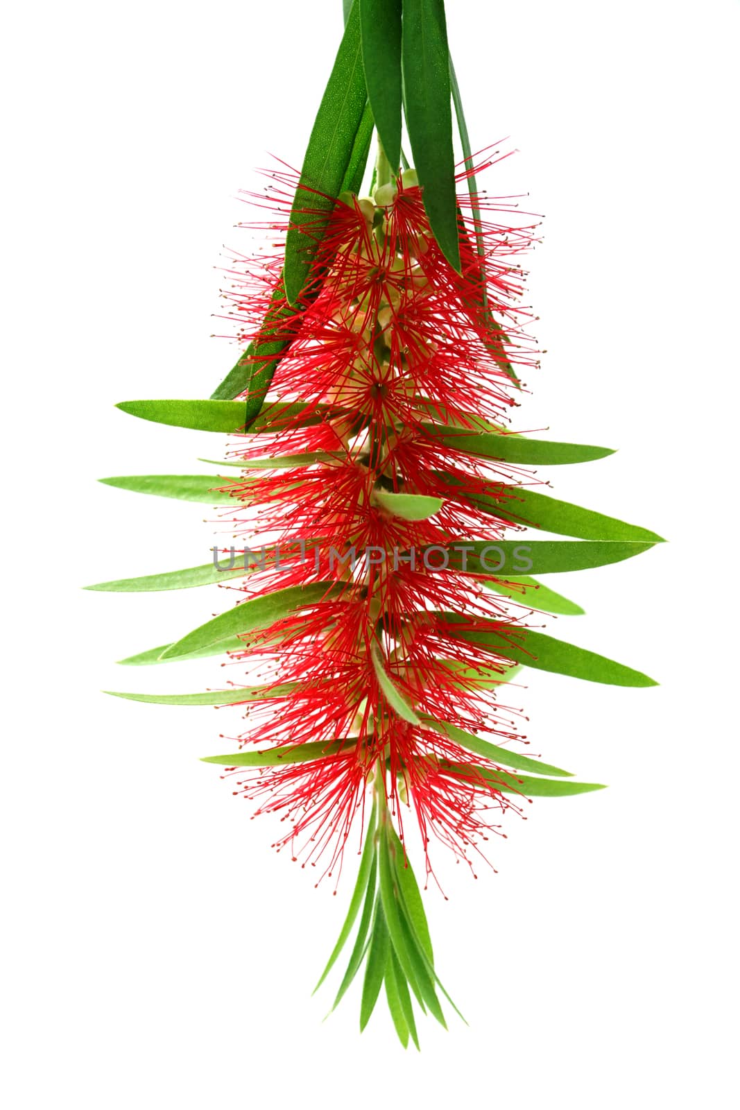 Red bottle brush flower isolated on white background, Scientific name: Callistemon lanceolatus DC.