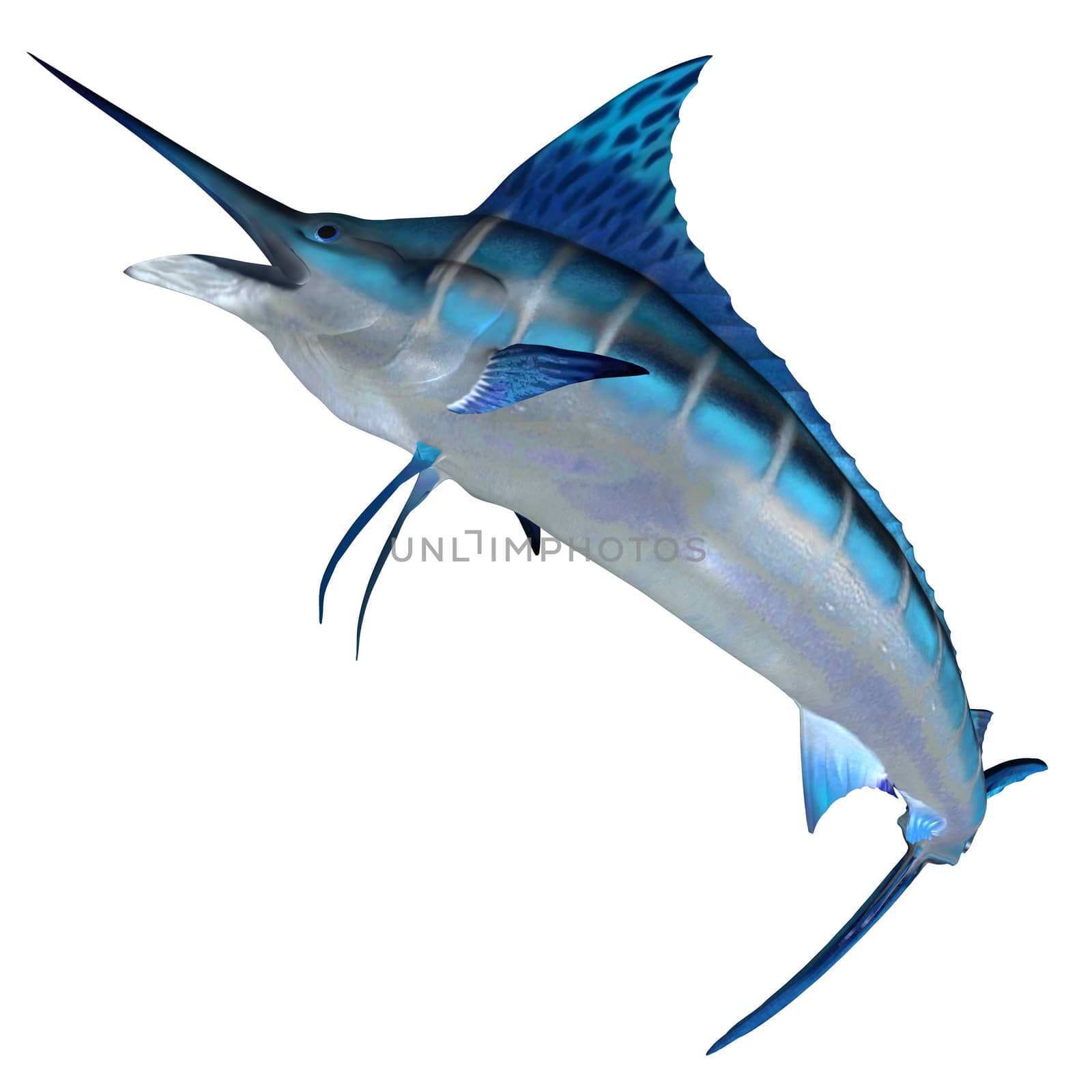 Blue Marlin Front Profile by Catmando