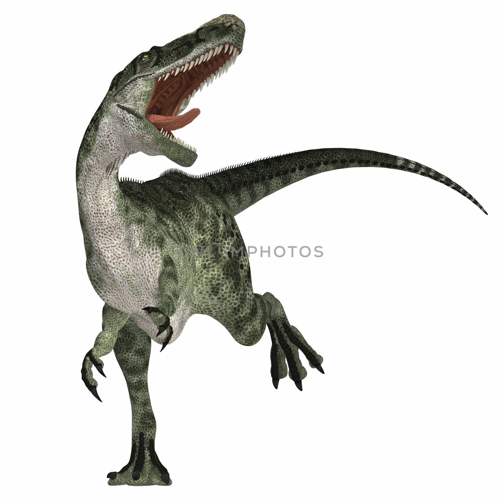 Monolophosaurus was a carnosaur predator of the Jurassic Age of China and is related to allosaurs.