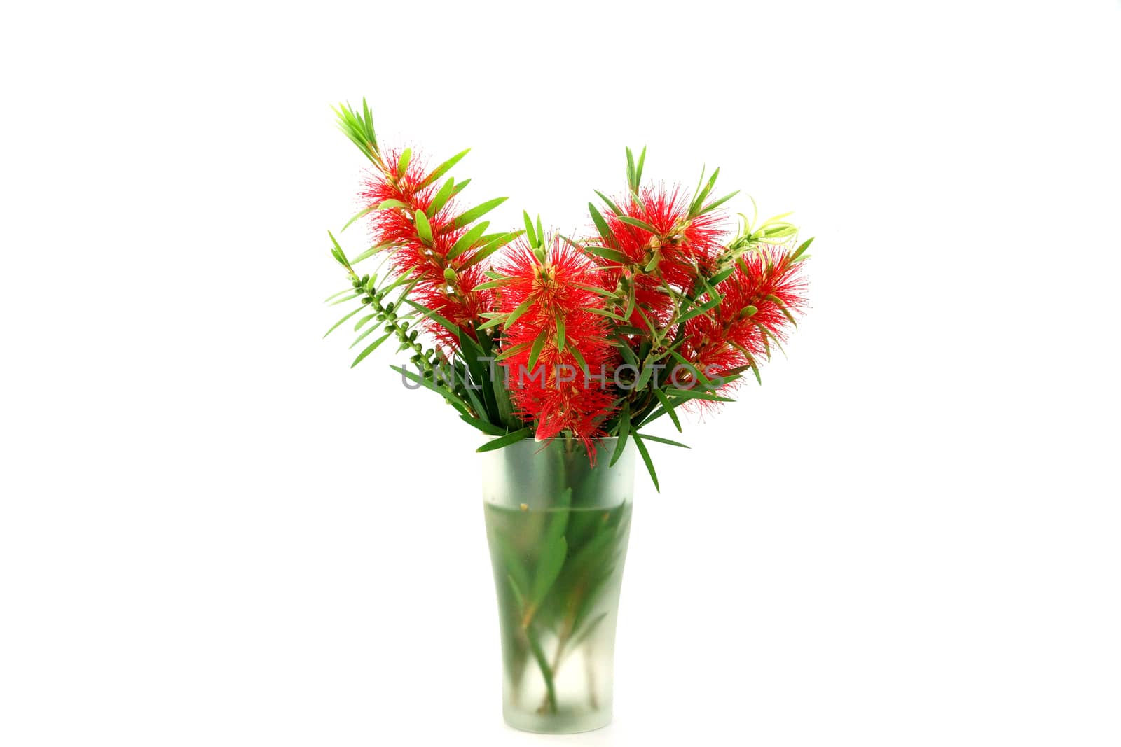 Red bottle brush flower isolated on white background, Scientific name Callistemon lanceolatus DC.