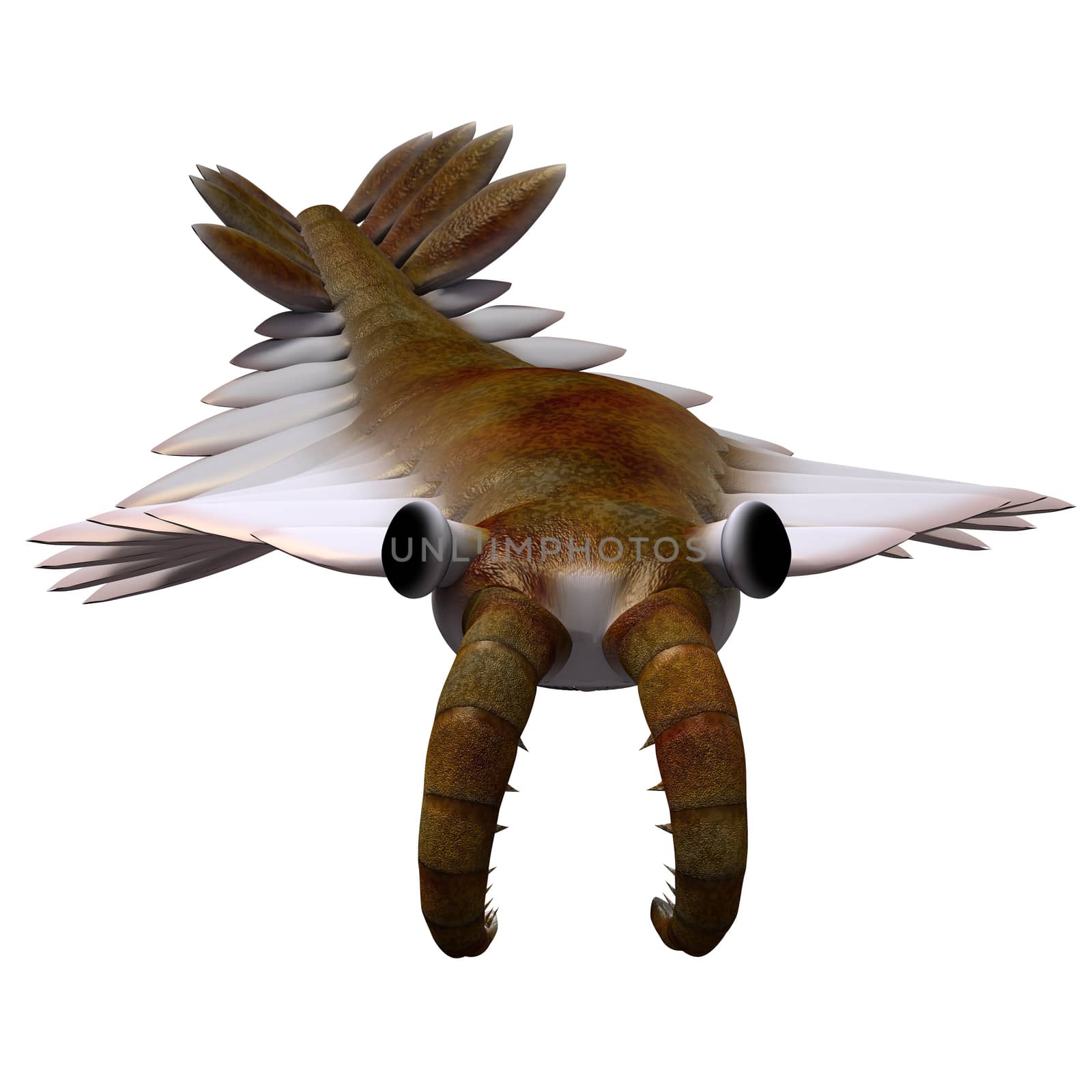 Cambrian Anomalocaris by Catmando