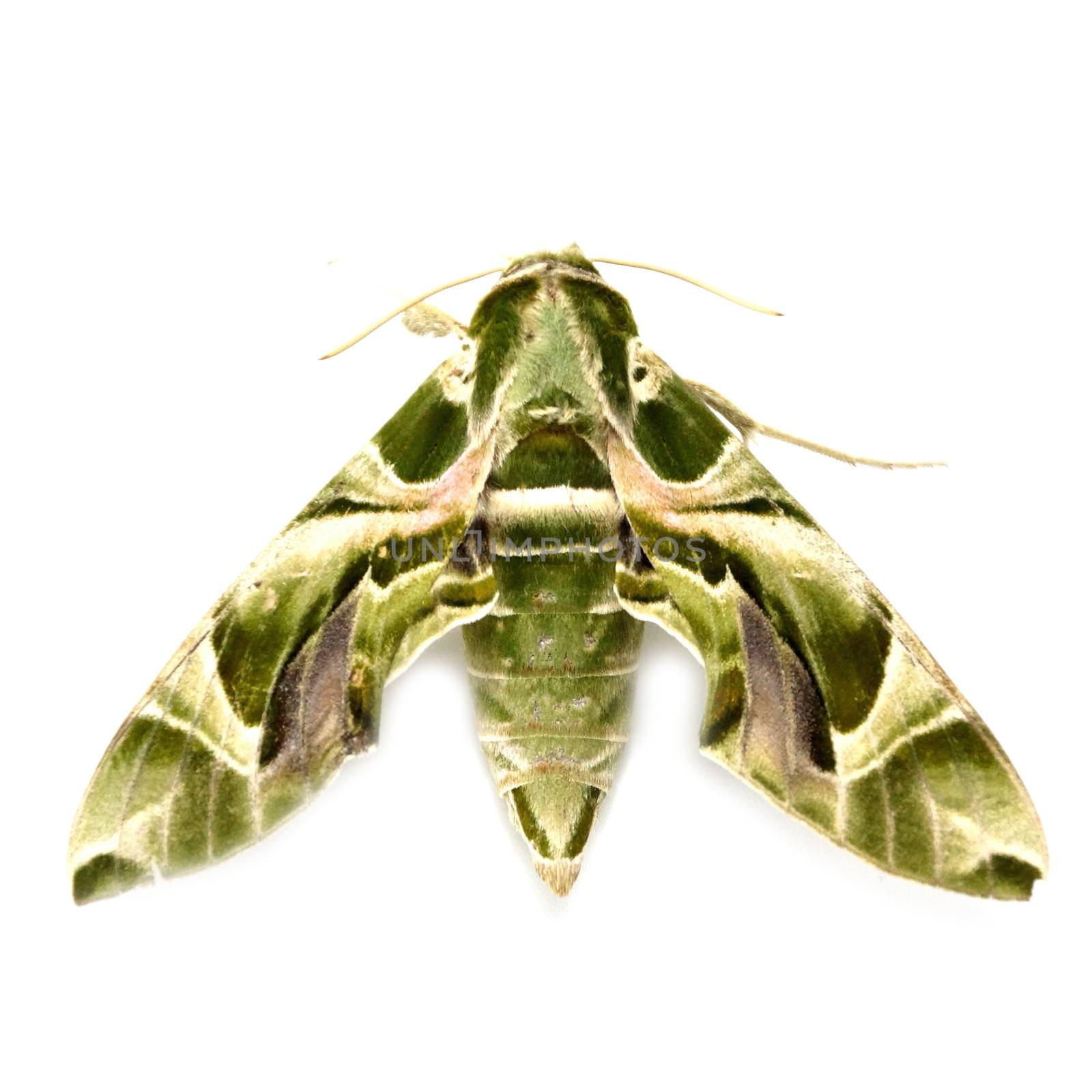 Oleander Hawk moth (Daphnis nerii) isolated on white by Noppharat_th