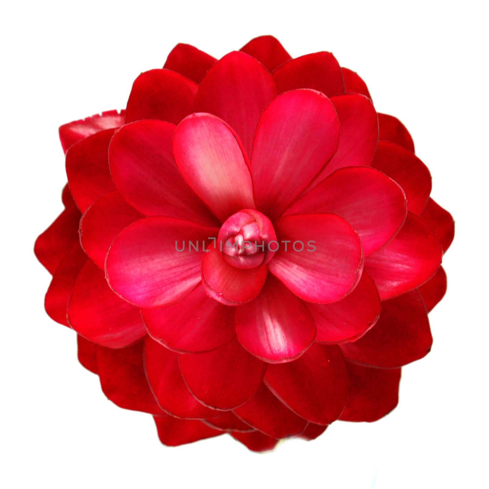 beautiful tropical red ginger flower on isolate white background by Noppharat_th