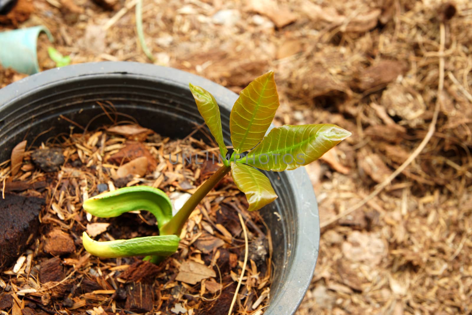 Seedlings of cashew. by Noppharat_th