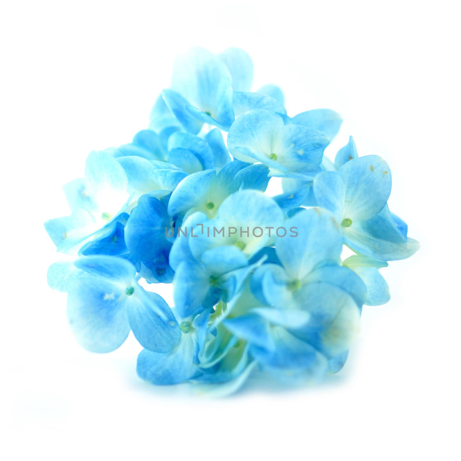 Blue Hydrangea flower isolated on white. by Noppharat_th