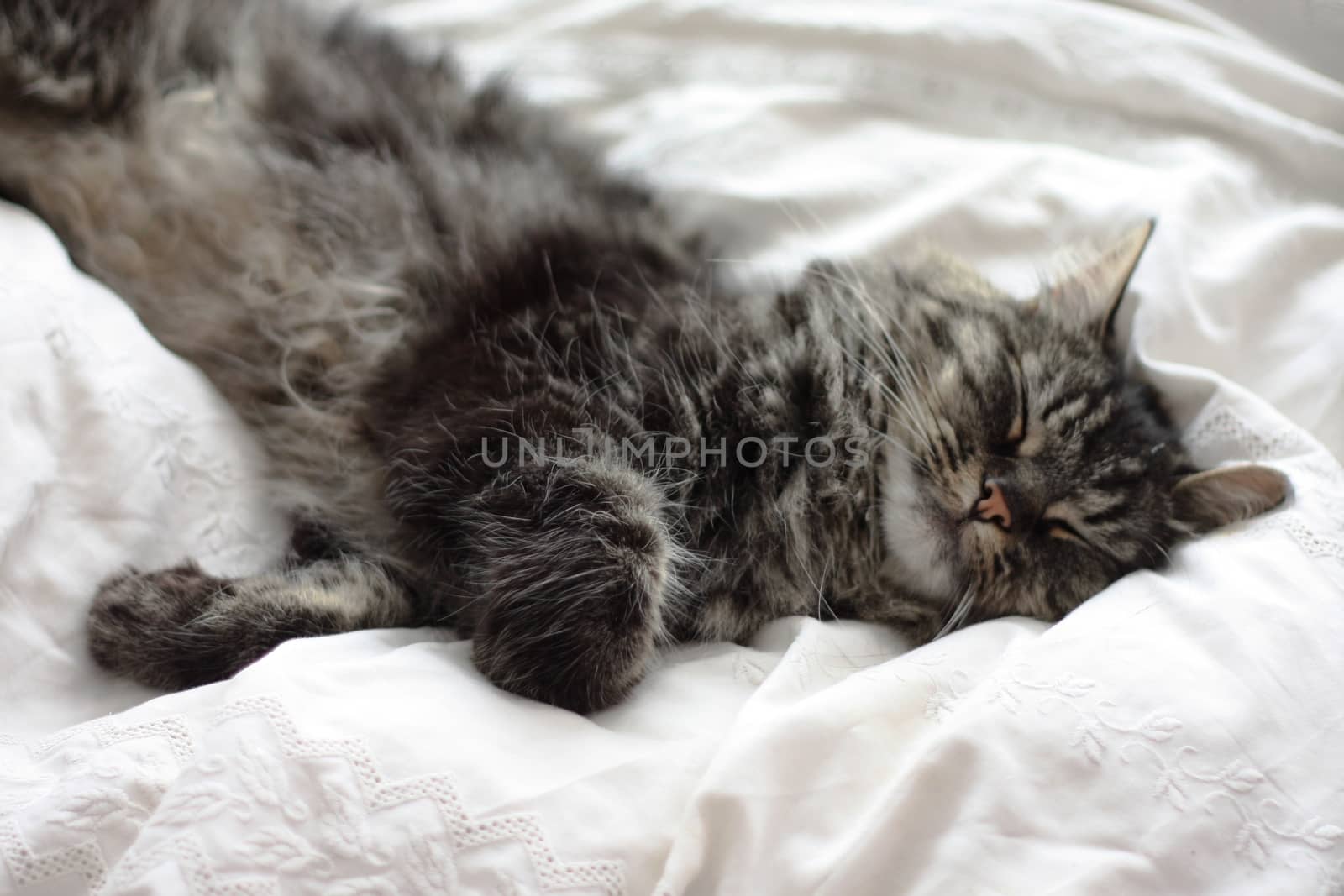 a very cute long haired black and brown tabby cat lying on a whi by chrisga