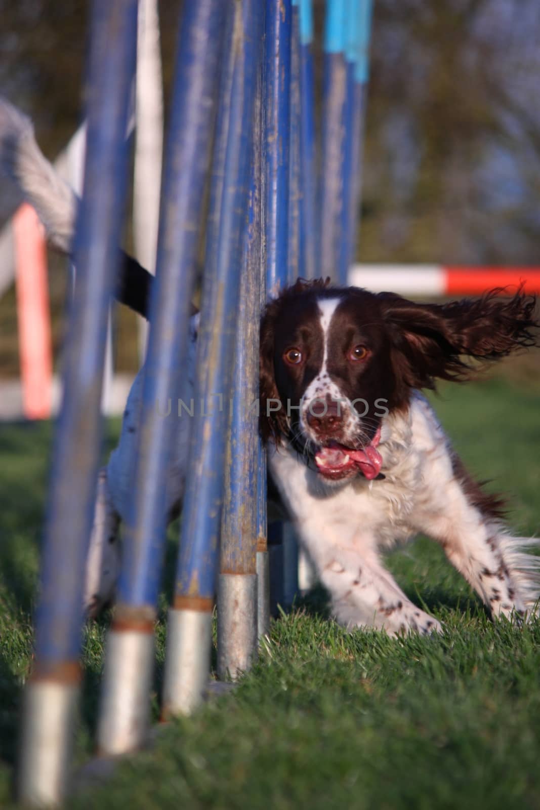 Working type english springer spaniel pet gundog agility weaving by chrisga