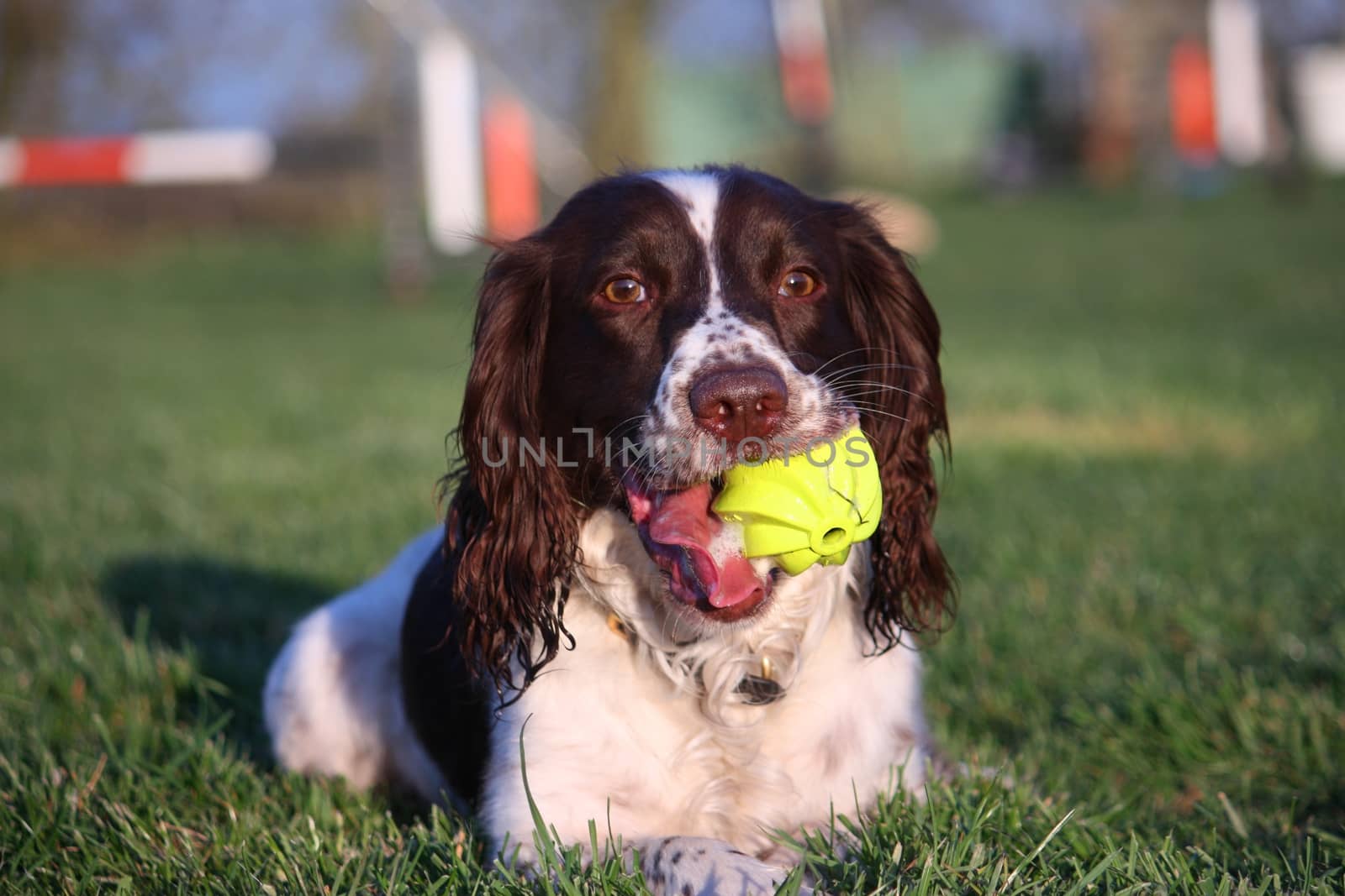 A working type english springer spaniel pet gundog with a yellow by chrisga