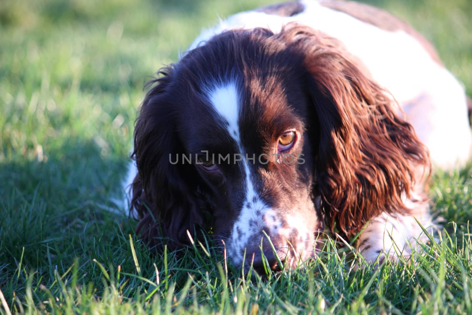 working type english springer spaniel pet gundog eating raw food by chrisga