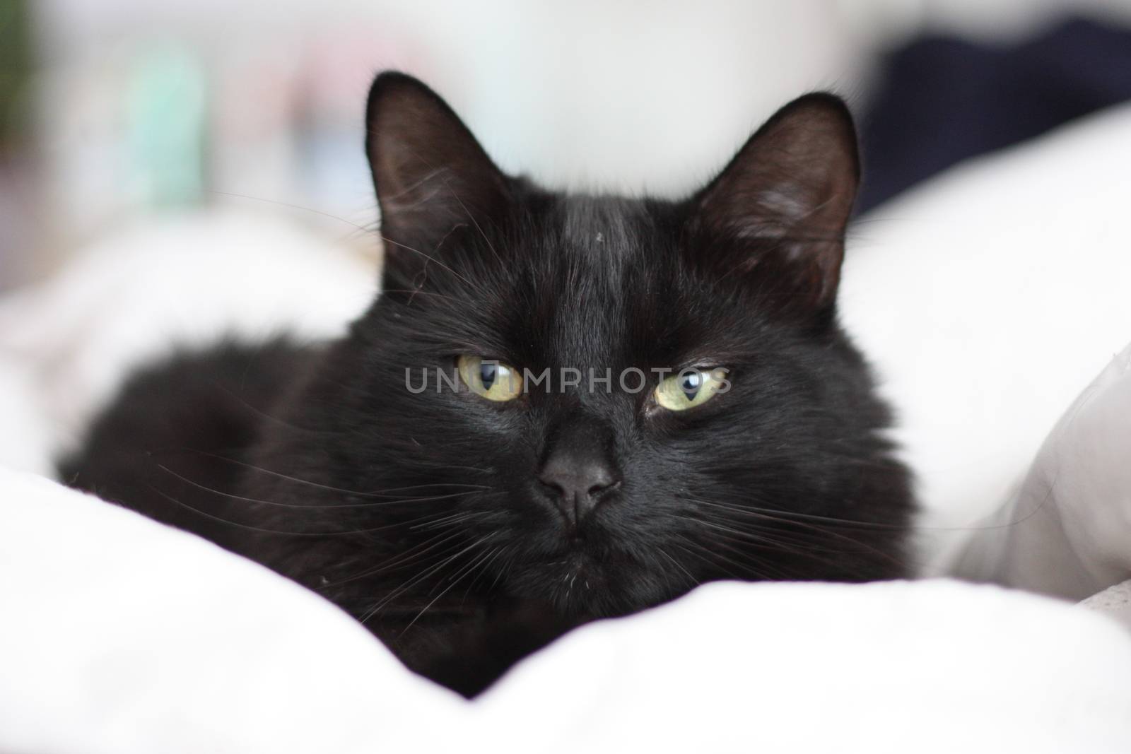 a handsome long haired black pussy cat