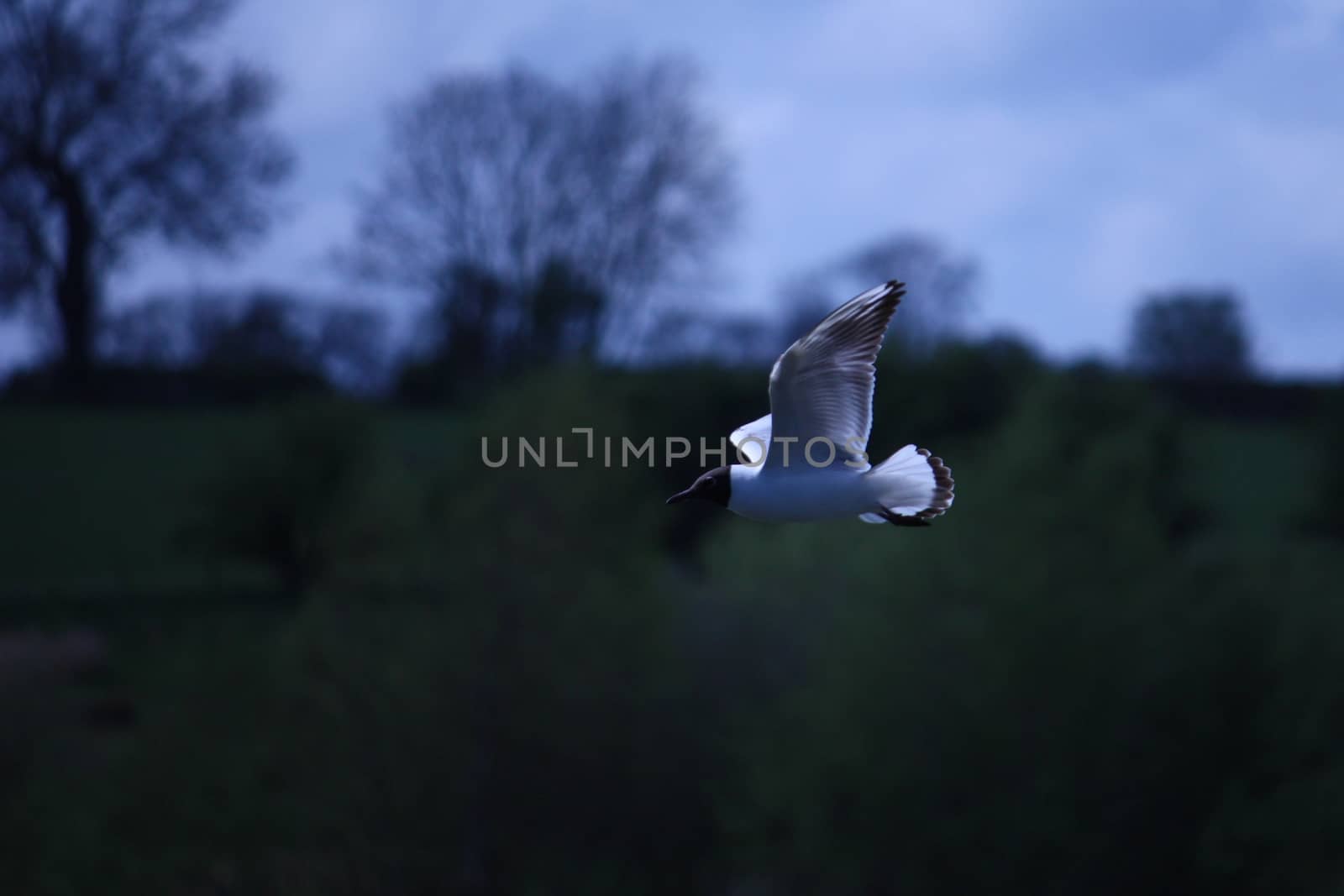 Seagull in flight by chrisga