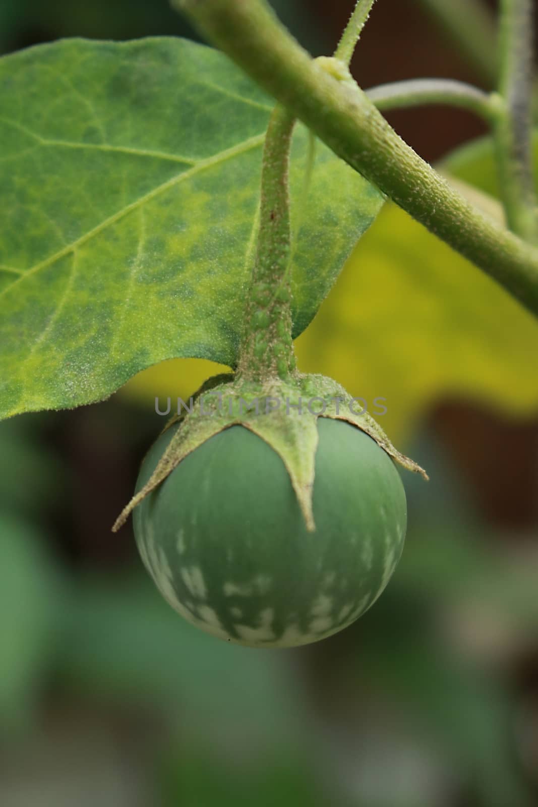 The cockroach berry have green and white colour.Use for cooking.