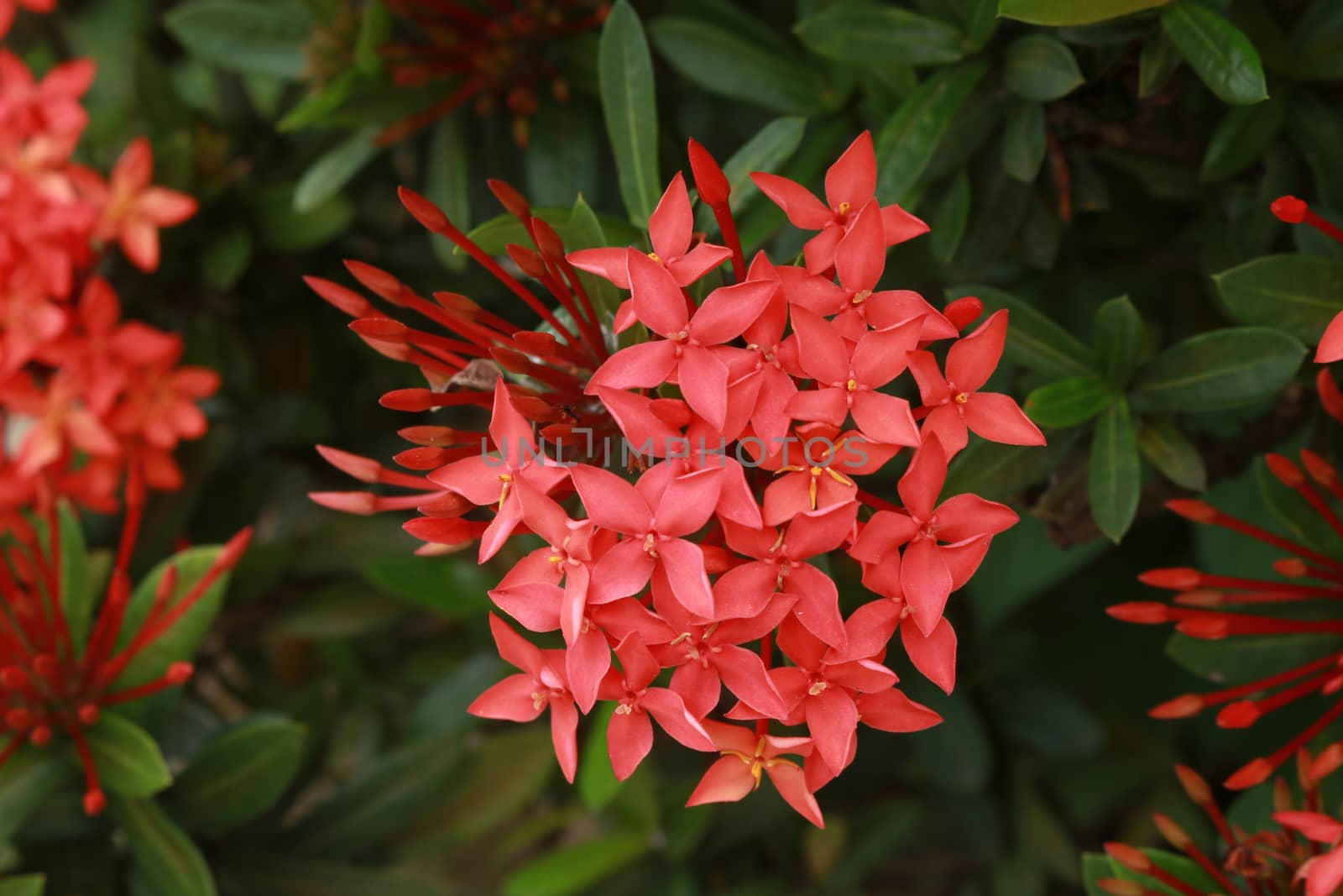 Red rubiaceae are blooming.It has many buds in one bunch.