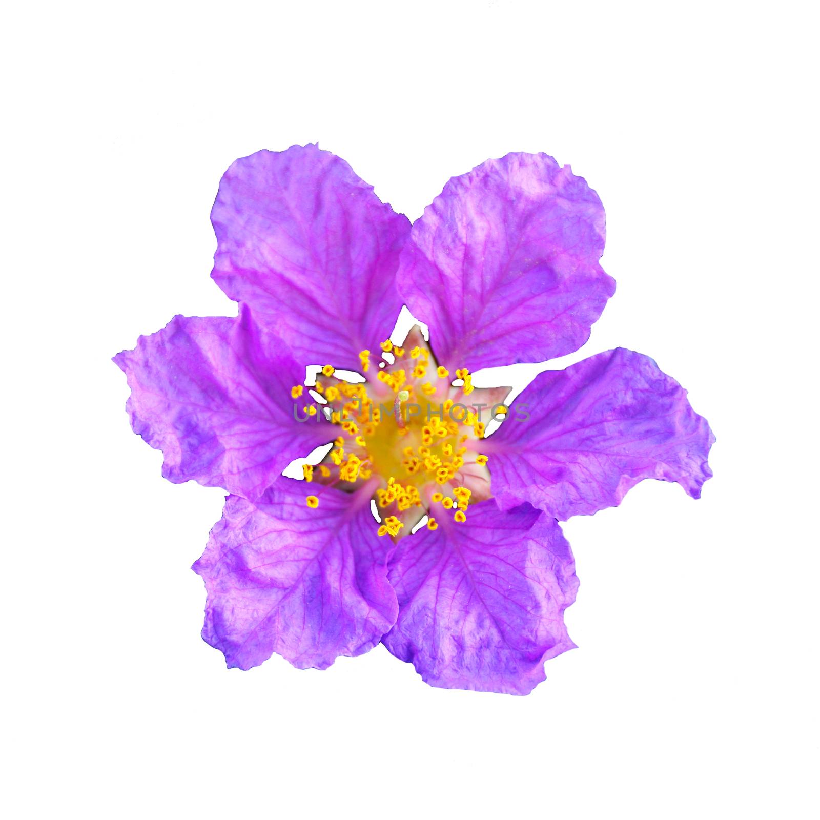Violet color of Queen's crape myrtle flower. by Noppharat_th