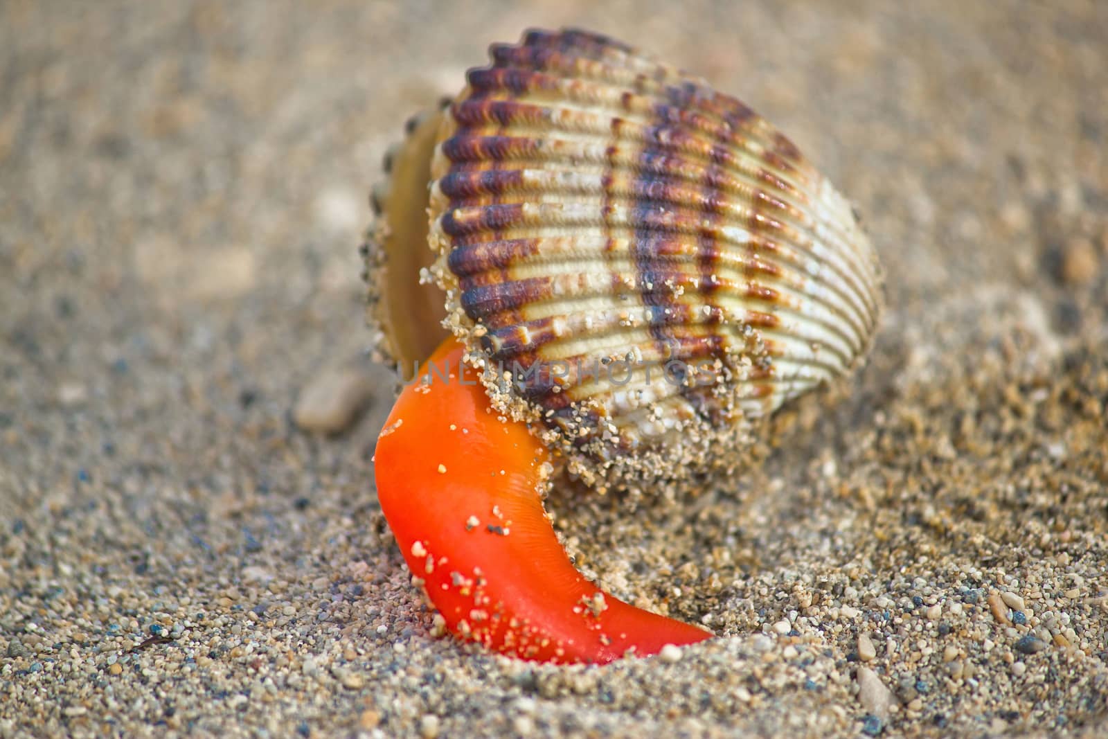 Rough cockle (Acanthocardia tuberculata) sea shell out of its armor on sand background