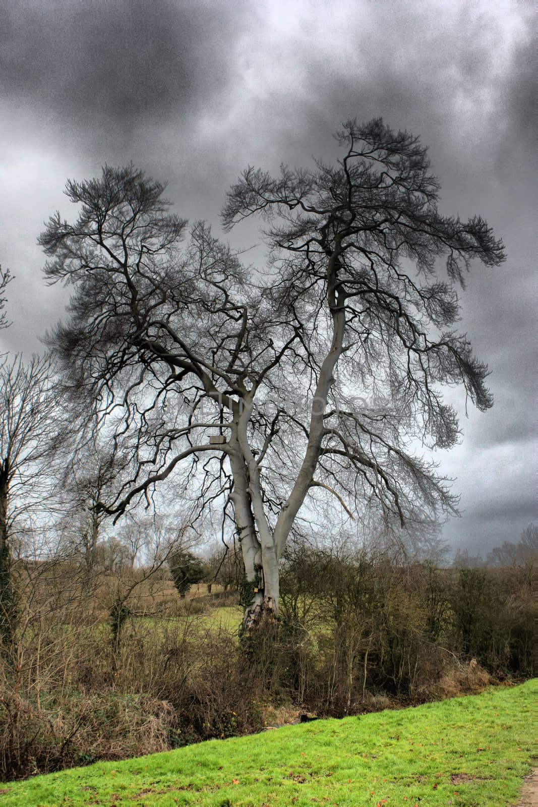 dead tree silhouette against a dark grey cloudy sky