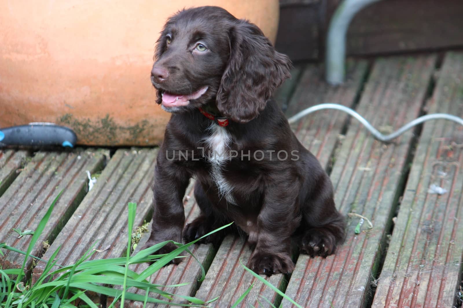 very cute smal liver working cocker spaniel pet gundog