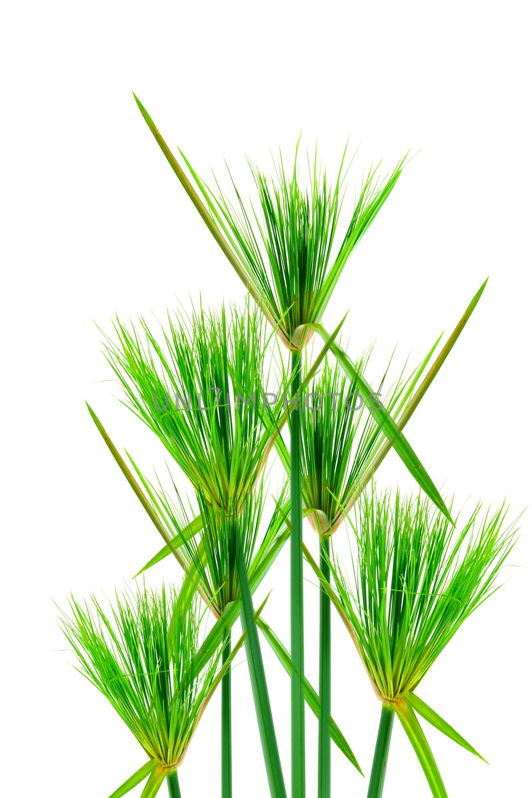 Egyptian papyrus. (Cyperus papyrus L.)