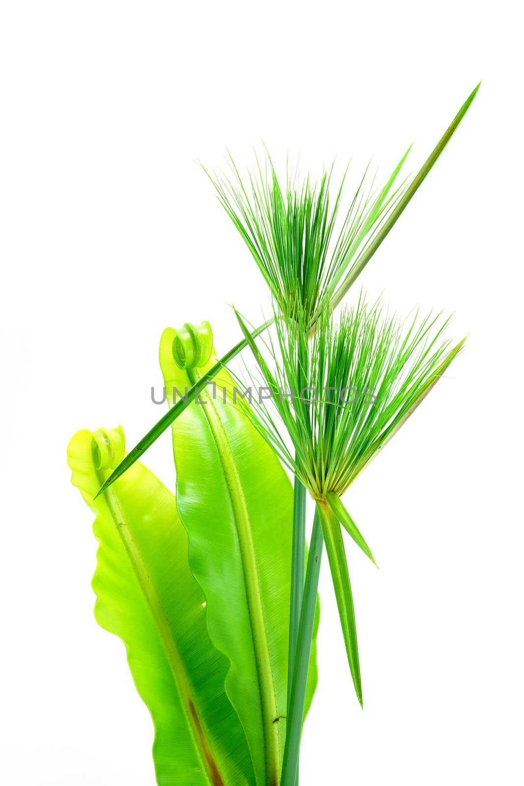 Egyptian papyrus and Soft leaves of the Bird's nest fern.