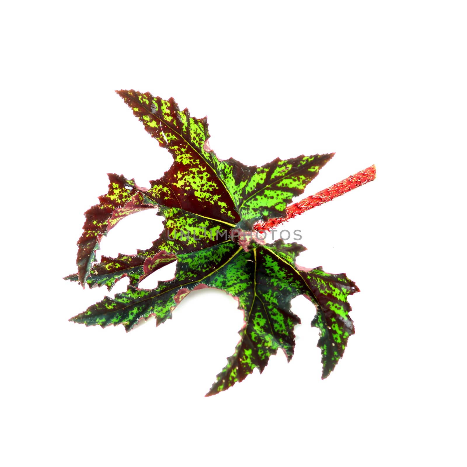 The leaves of the plant, Begonia by Noppharat_th
