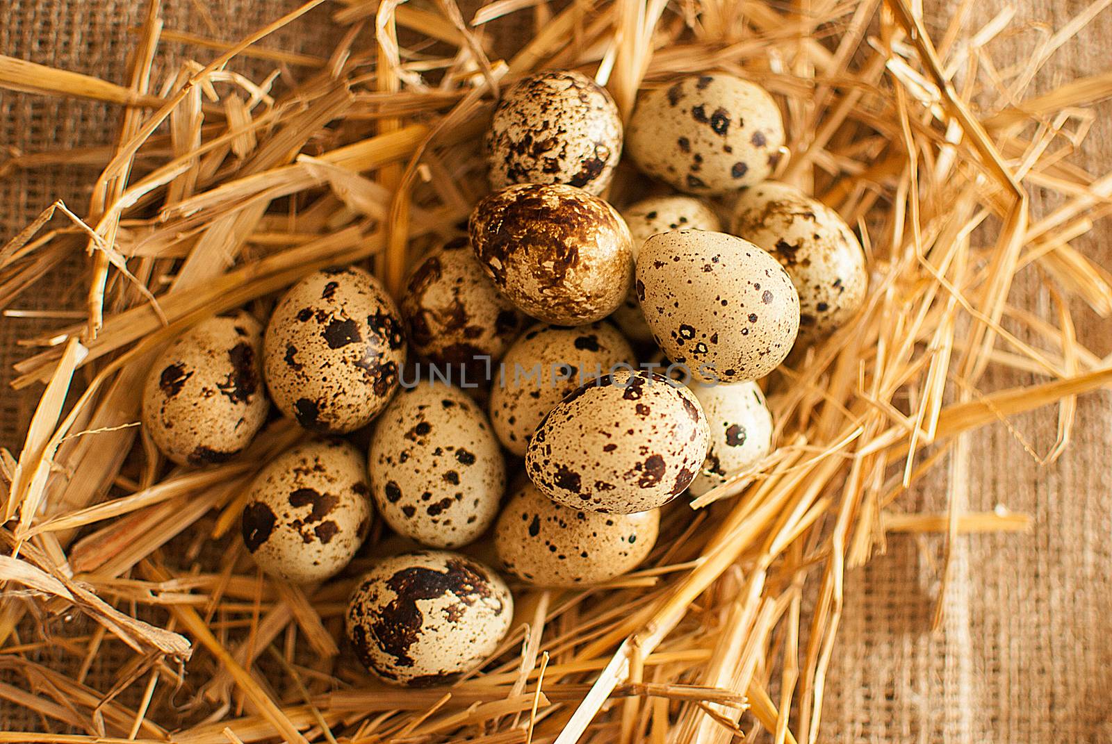 quail eggs by Dessie_bg