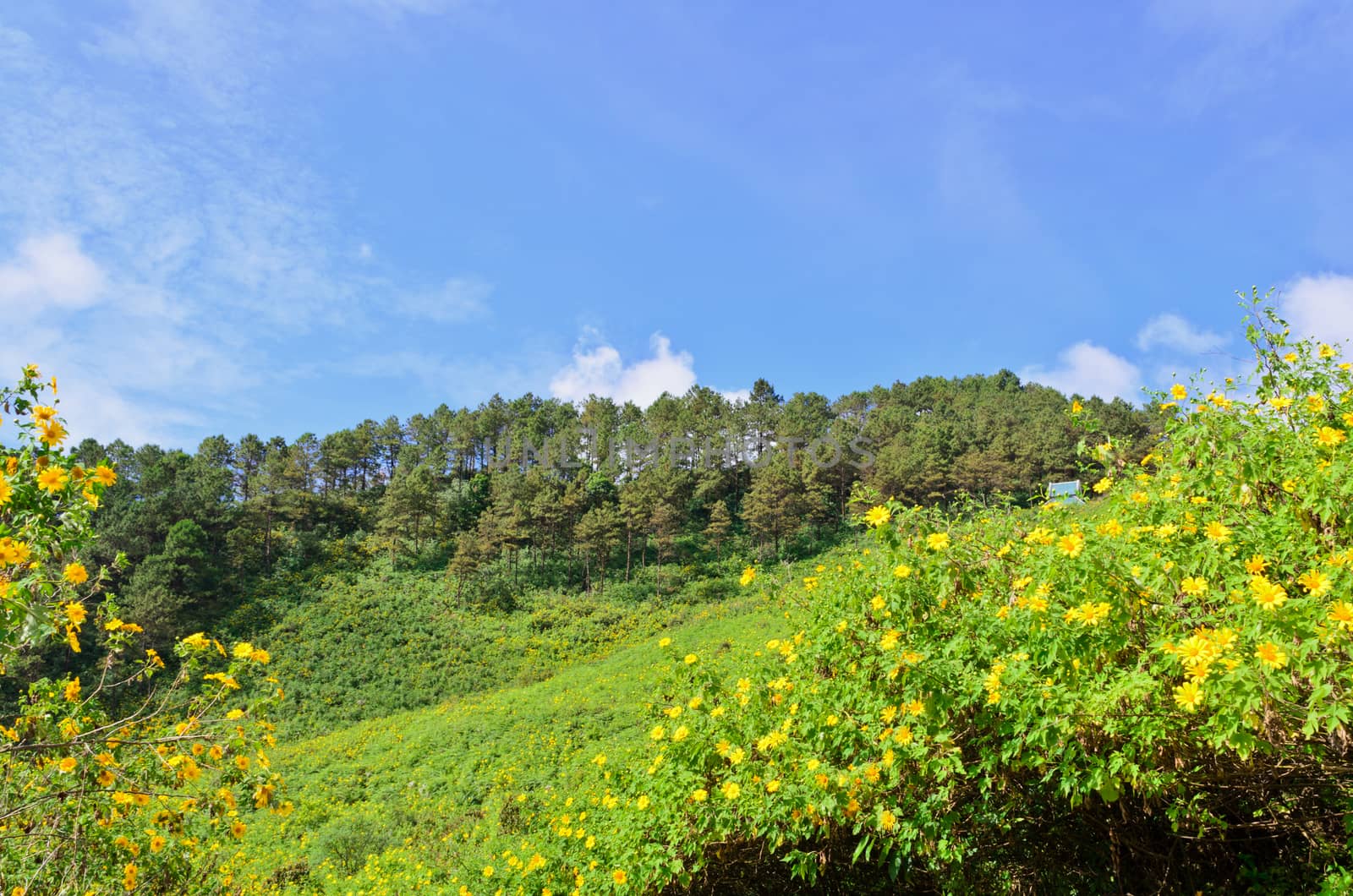 Scenic nature Doi Mae Uko mountain at Mae Hong Son province in northern of Thailand.