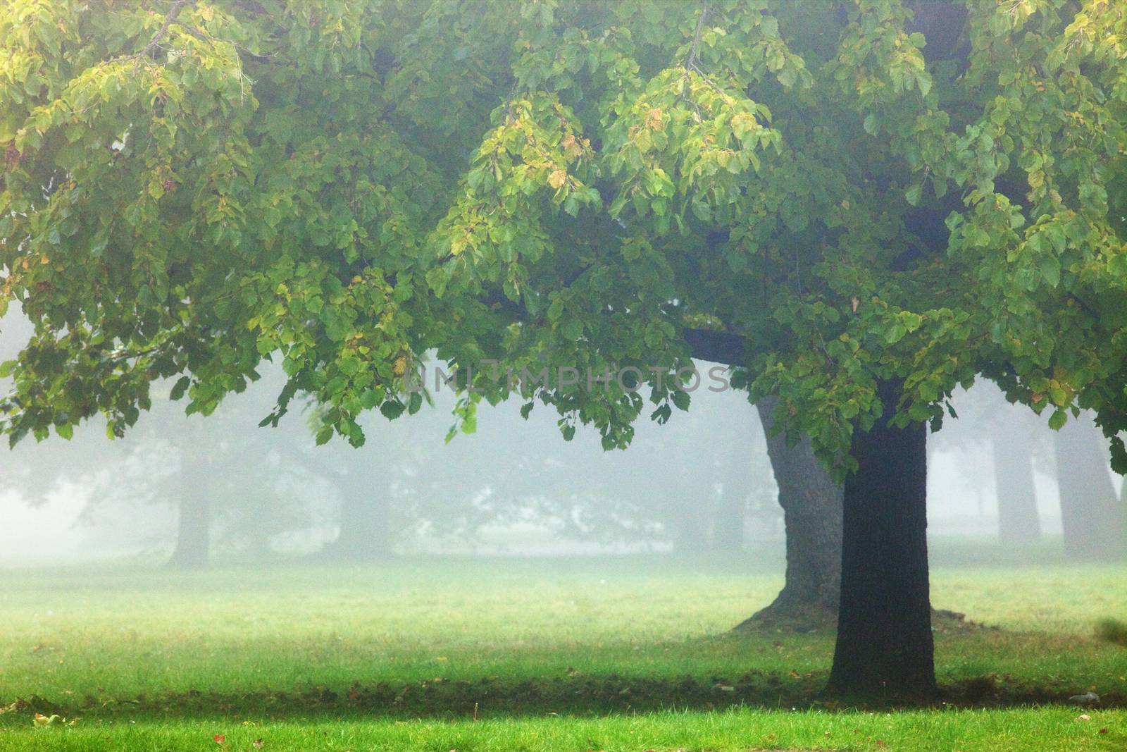 Czech Republic, Prague - foggy morning in the park