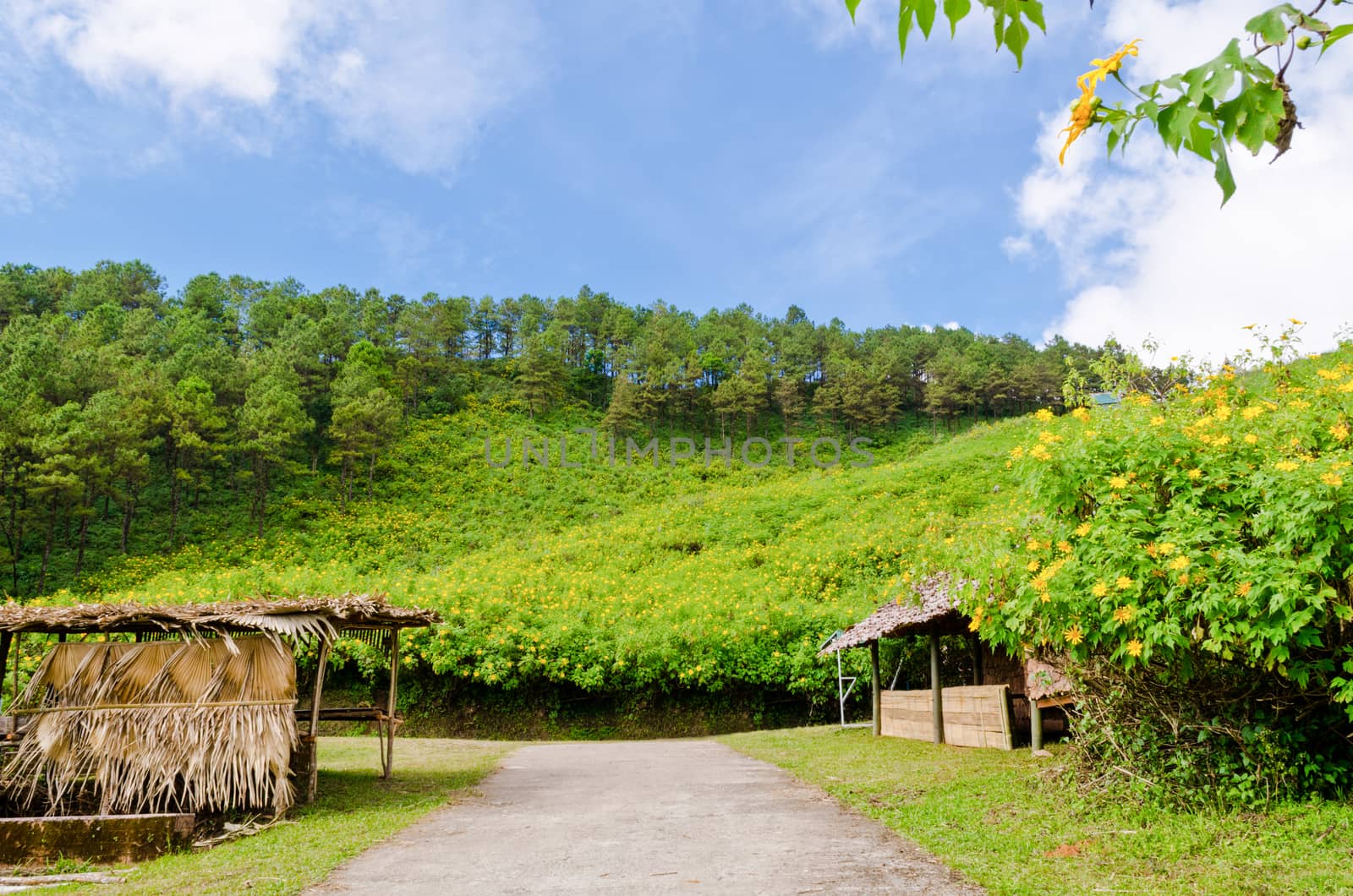 Scenic nature Doi Mae Uko mountain at Mae Hong Son province in northern of Thailand.