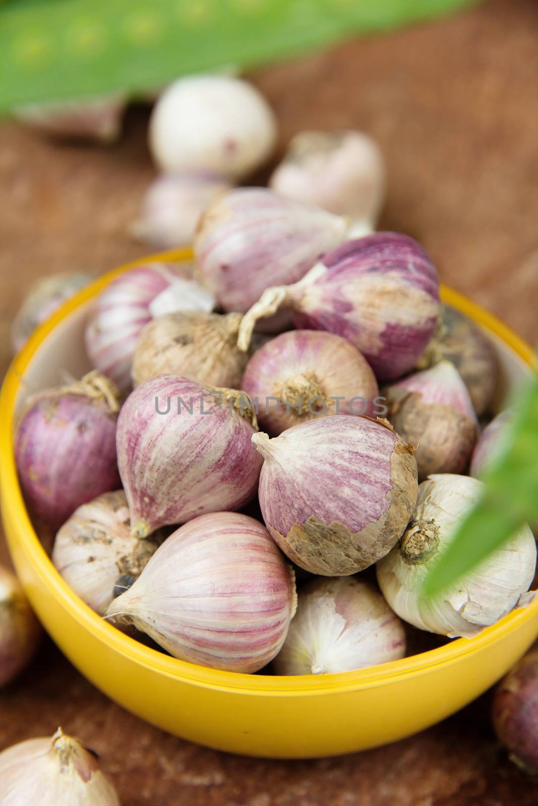 fresh organic garlic by ponsulak