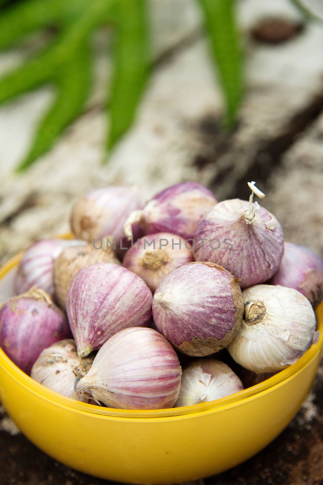 organic garlic Background