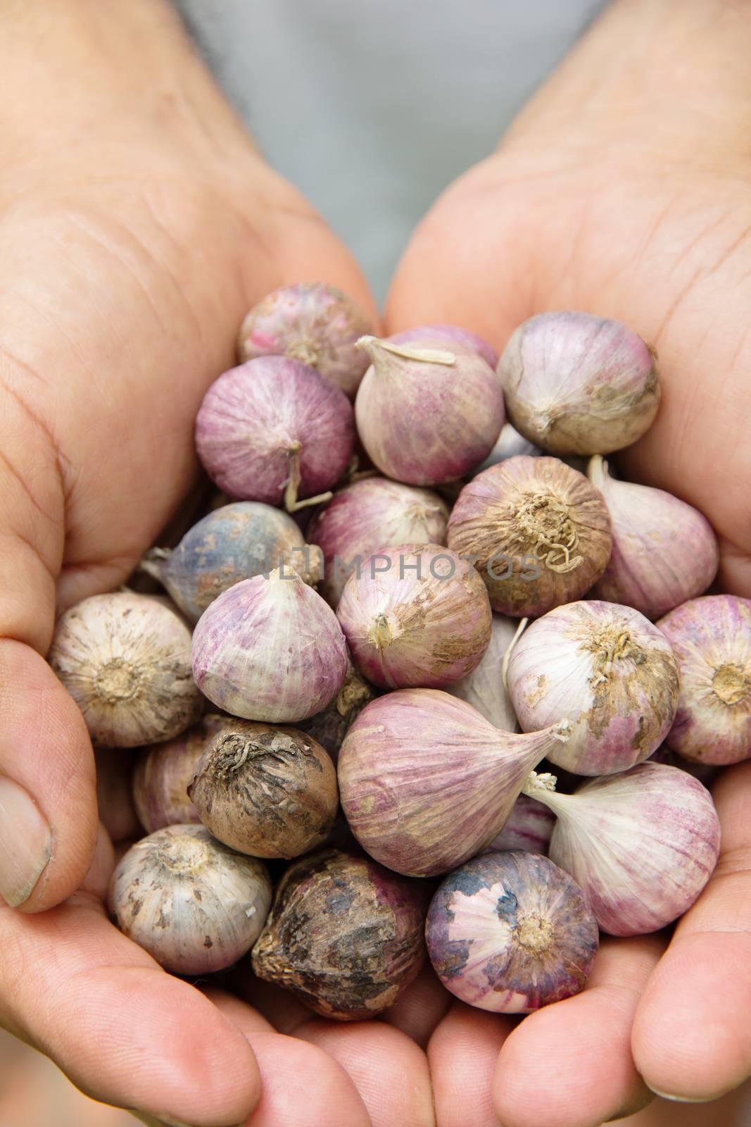 Close up of fresh organic garlic