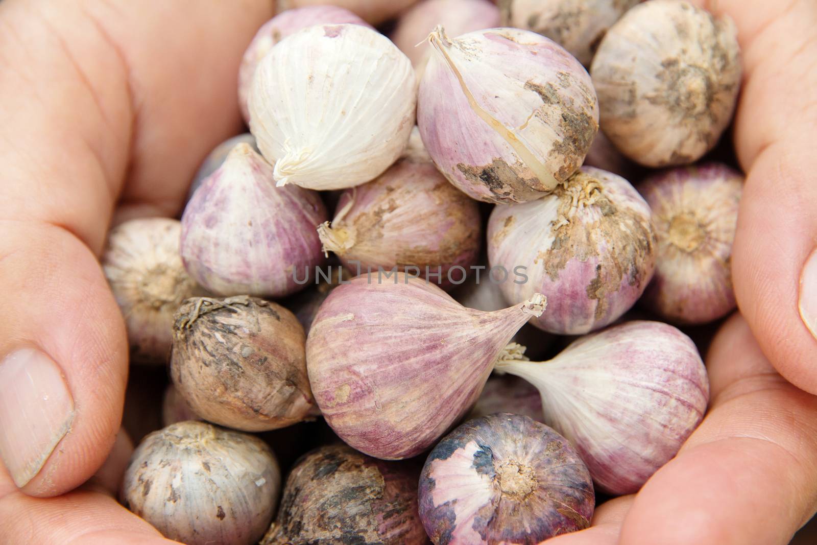 fresh organic garlic in hand