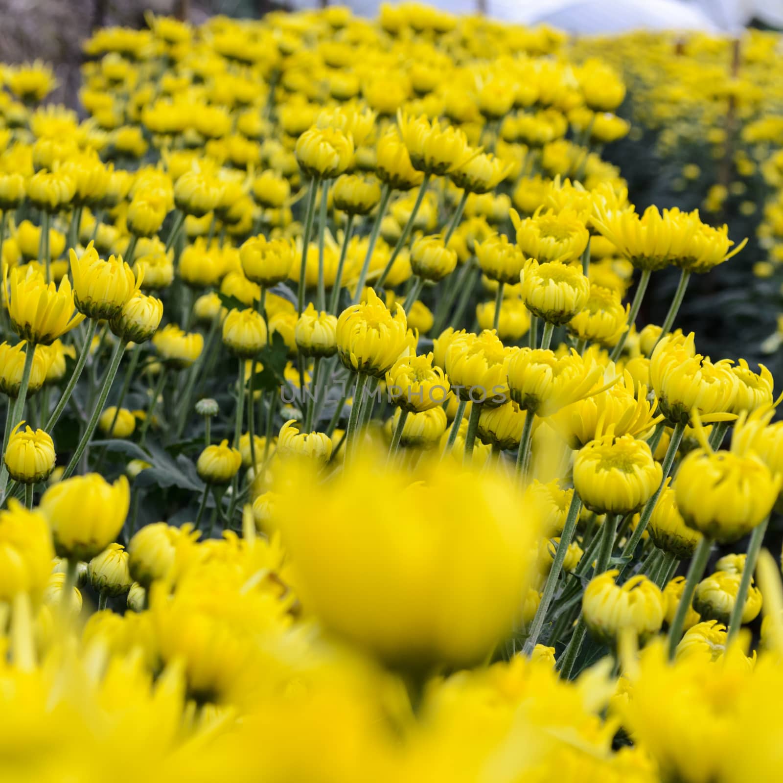 Close up yellow Chrysanthemum flowers in garden on Doi Inthanon mountain at Chiang Mai province of Thailand.