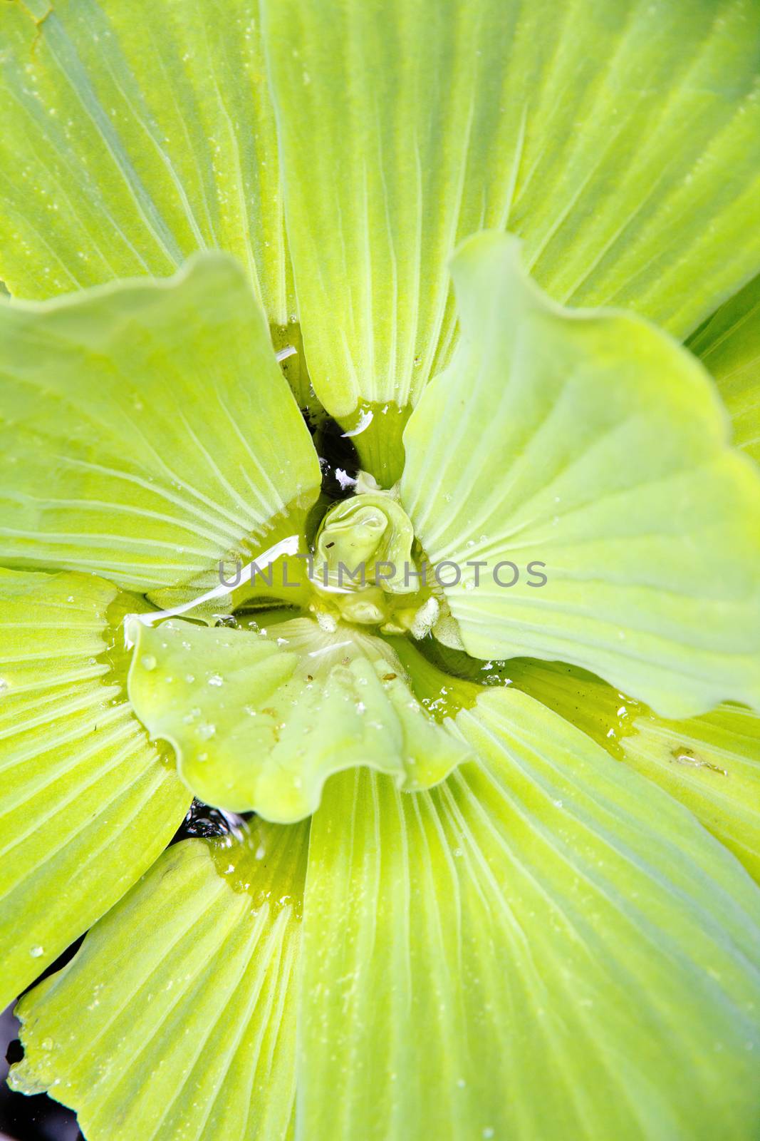 close up of Water Lettuce