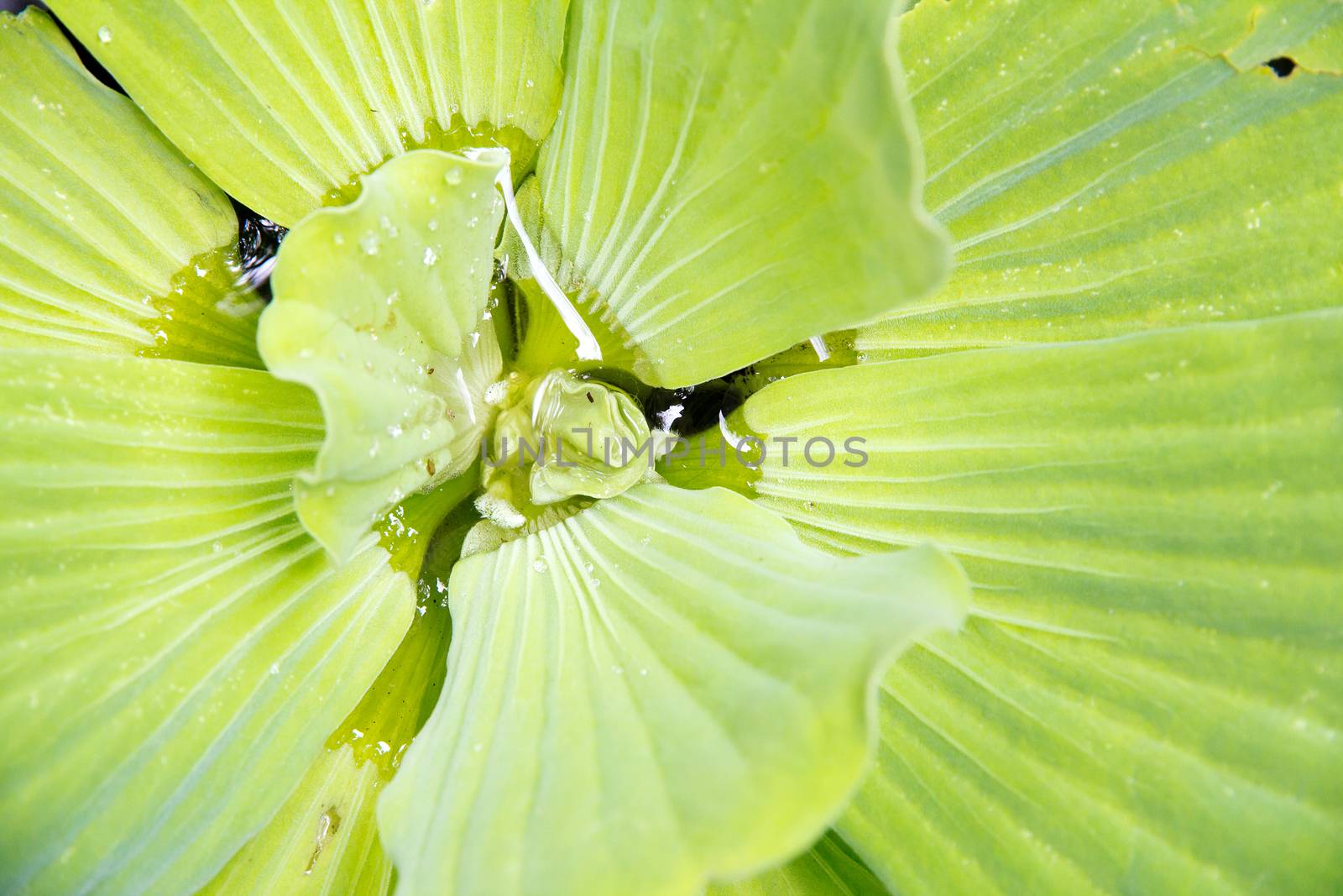 close up of Water Lettuce