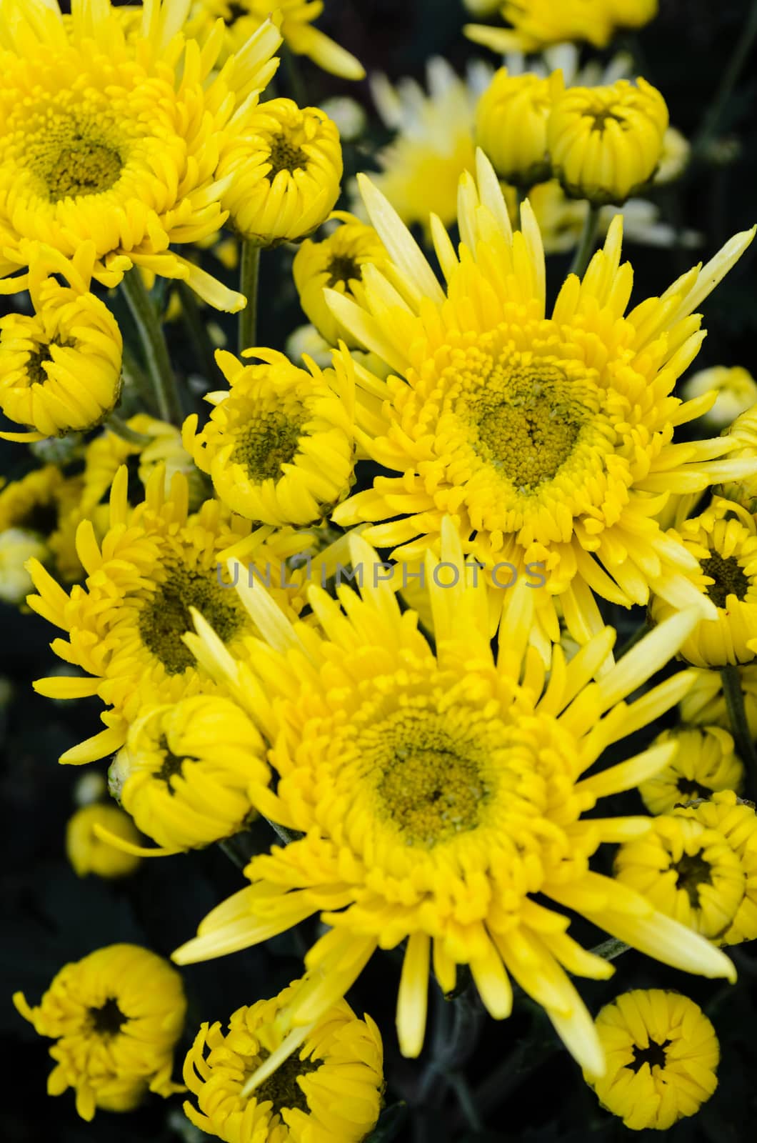 Close up yellow Chrysanthemum flowers on tree from top view