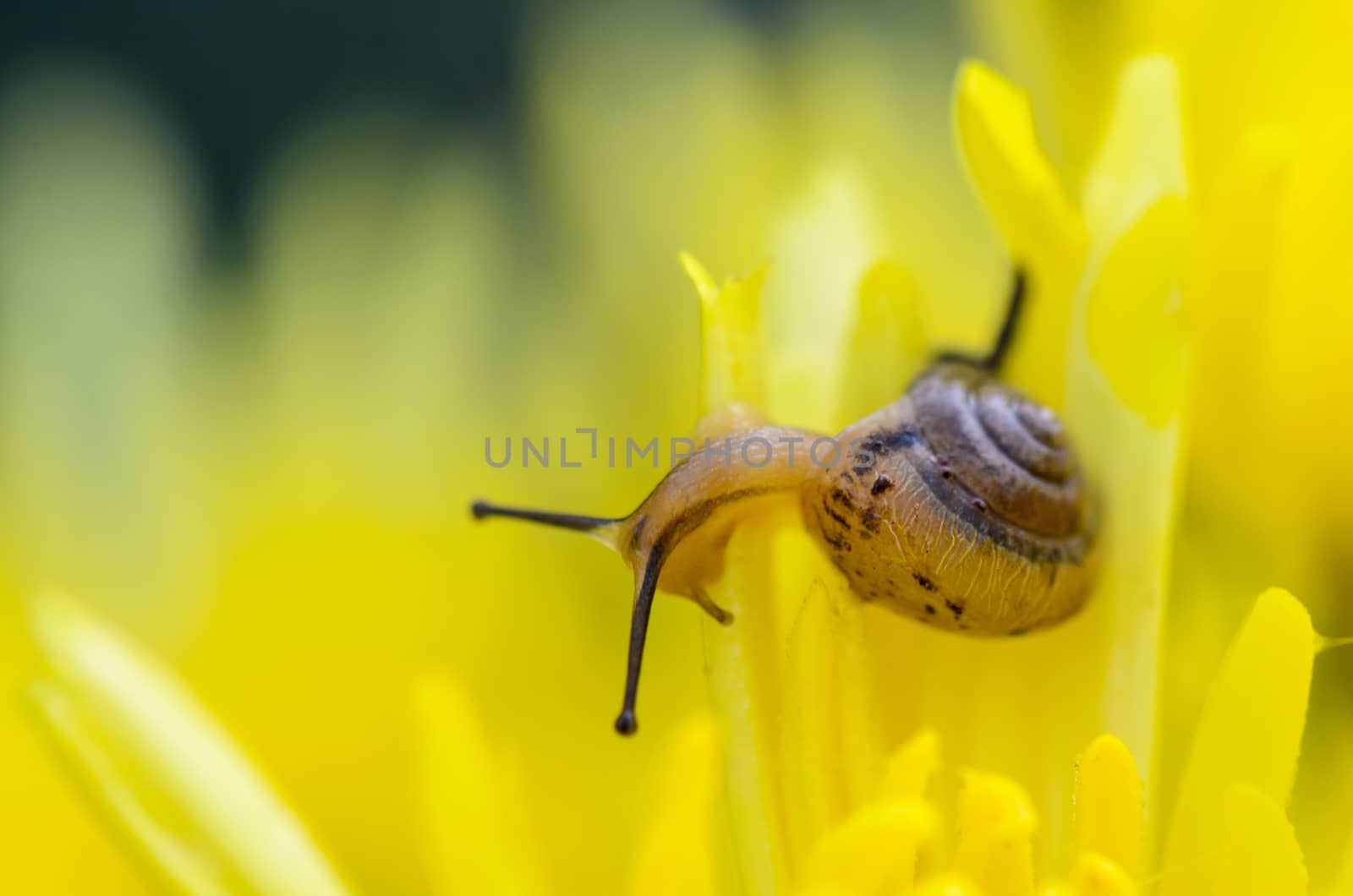 Close up Snail feeding on yellow Chrysanthemum flowers amid the morning dew