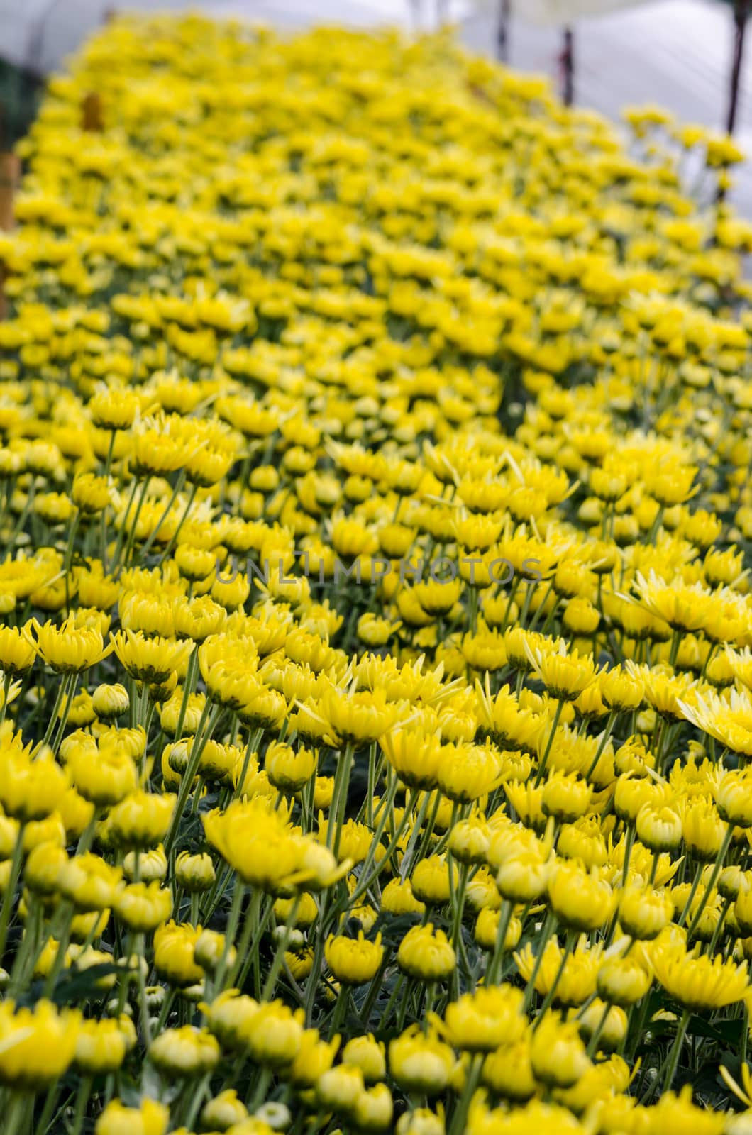 Inside greenhouse of yellow Chrysanthemum flowers farms on Doi Inthanon mountain in Chiang Mai province, Thailand.