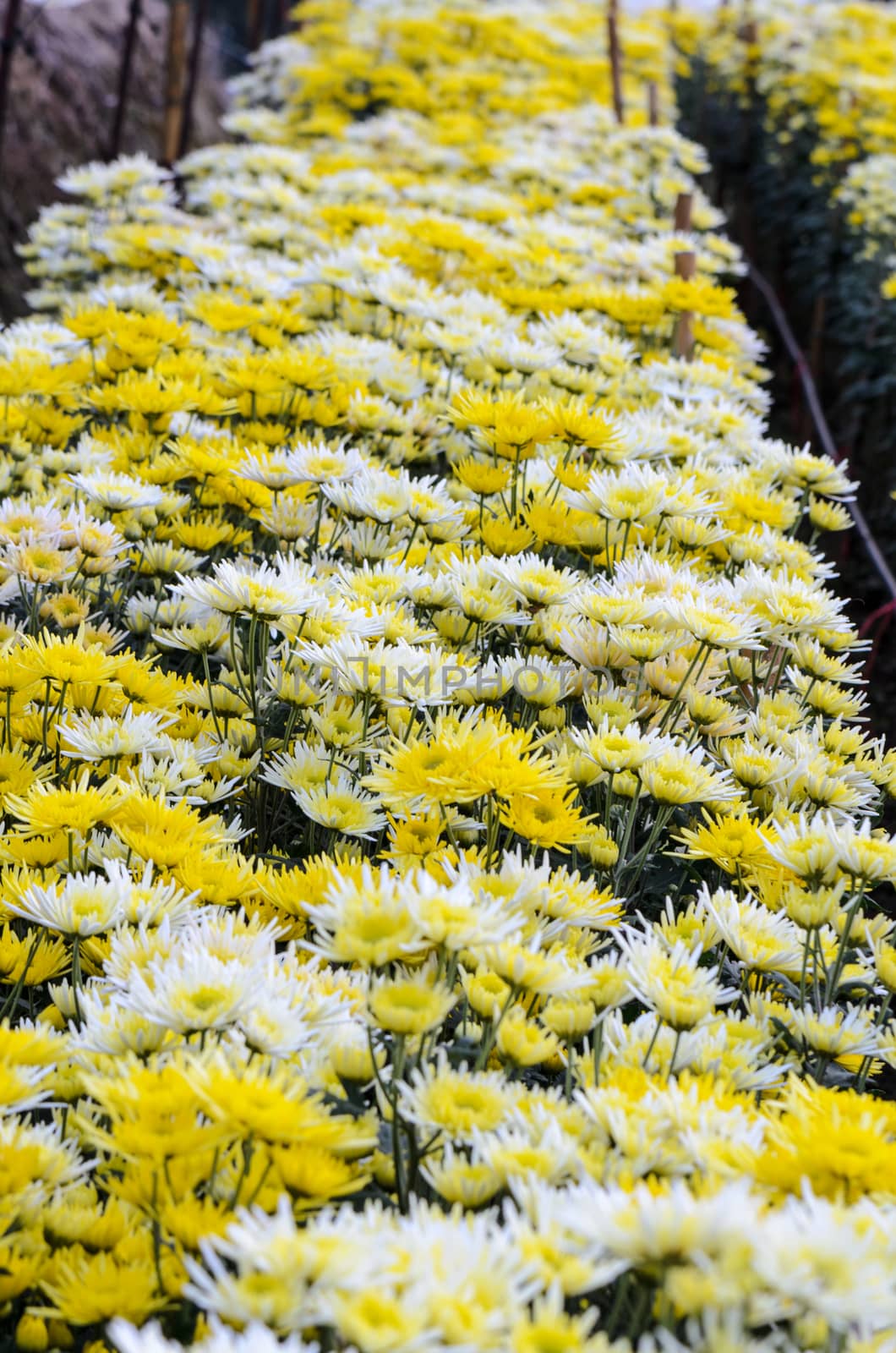 Chrysanthemum Morifolium flowers garden on Doi Inthanon mountain in Chiang Mai province of Thailand.