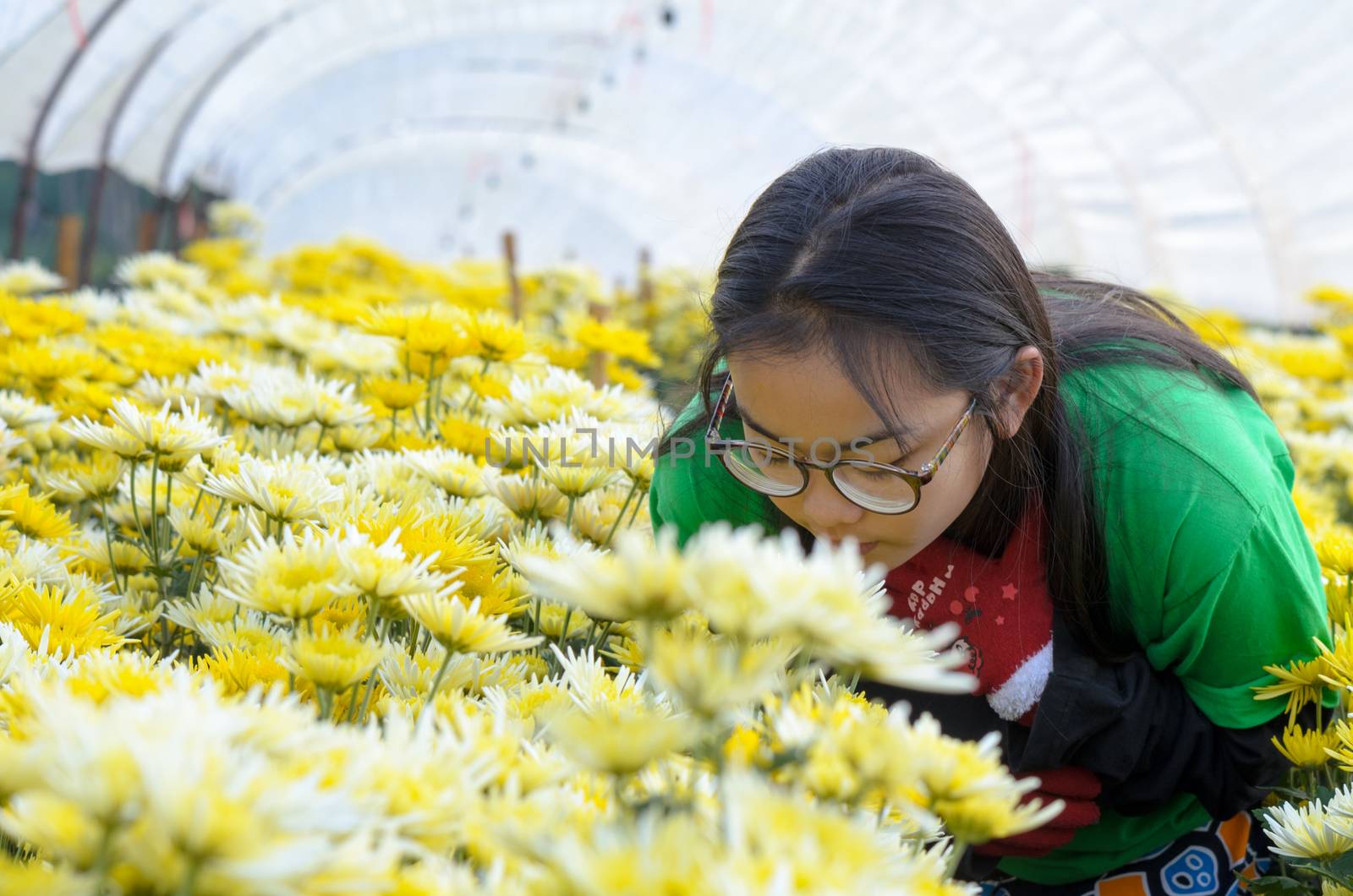 Girls enjoy the smell of Chrysanthemum flowers garden in the morning.