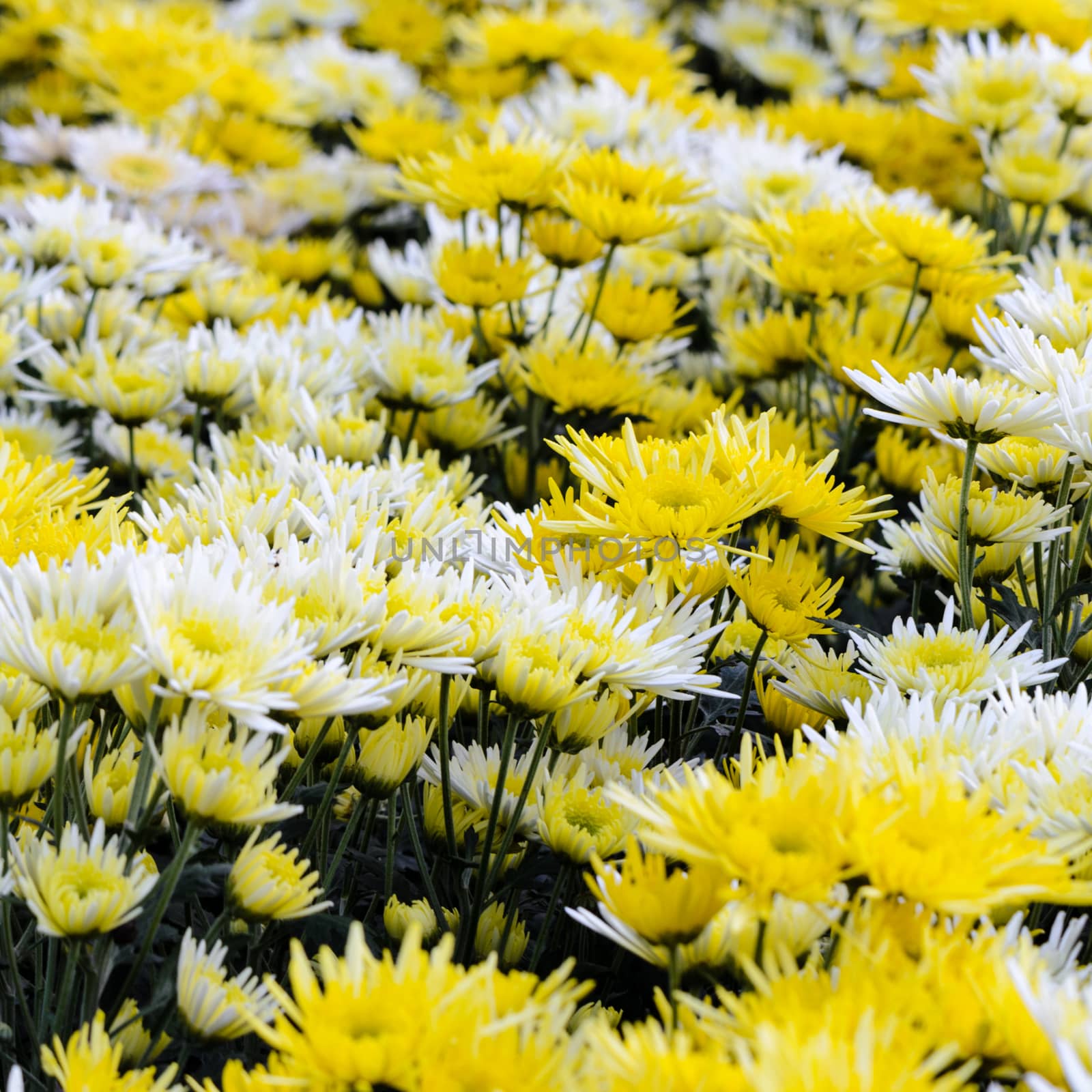 Chrysanthemum Morifolium flowers garden on Doi Inthanon mountain in Chiang Mai province of Thailand.