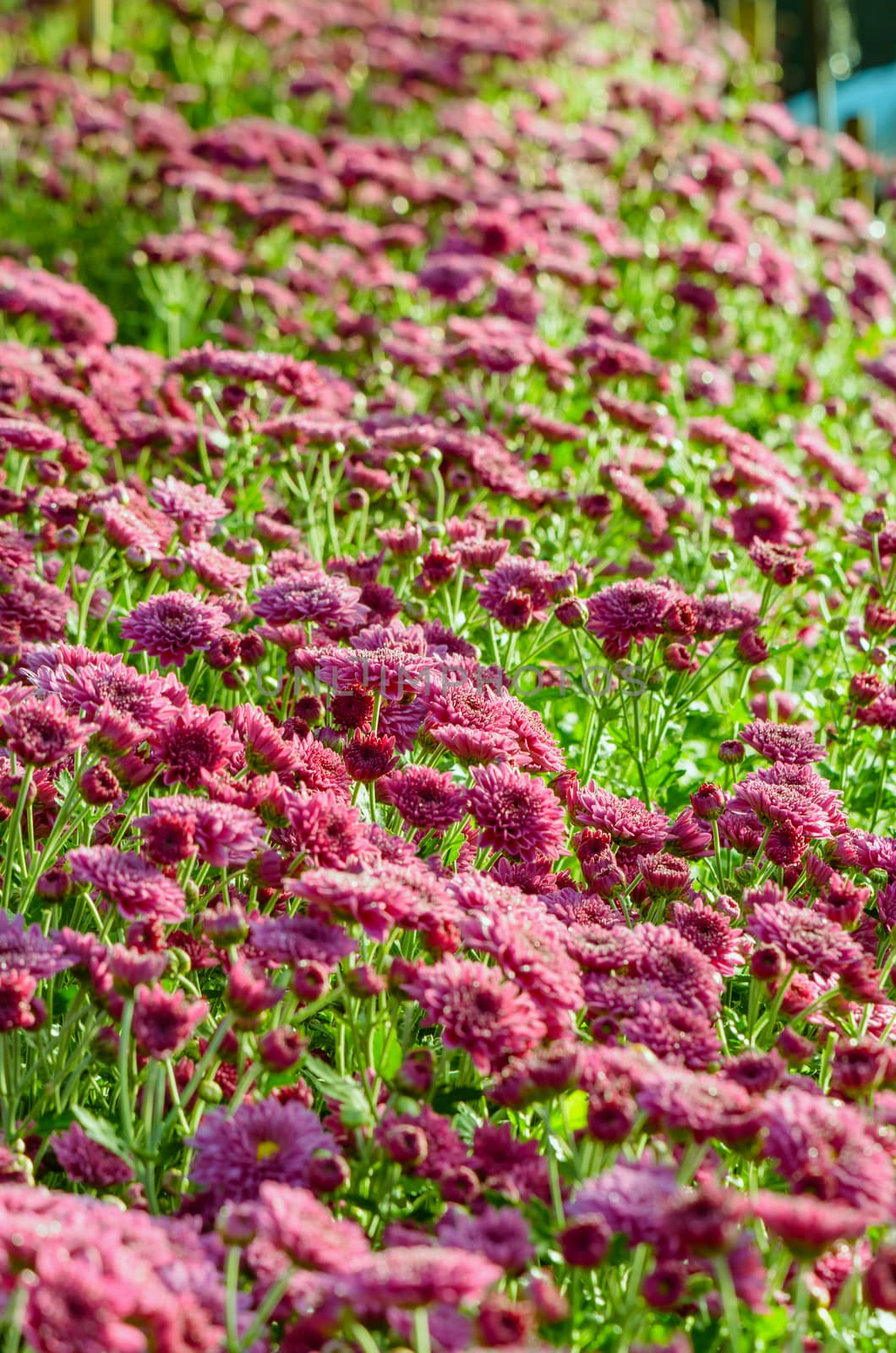 Magenta Chrysanthemum Morifolium flowers garden on Doi Inthanon mountain in Chiang Mai province of Thailand.