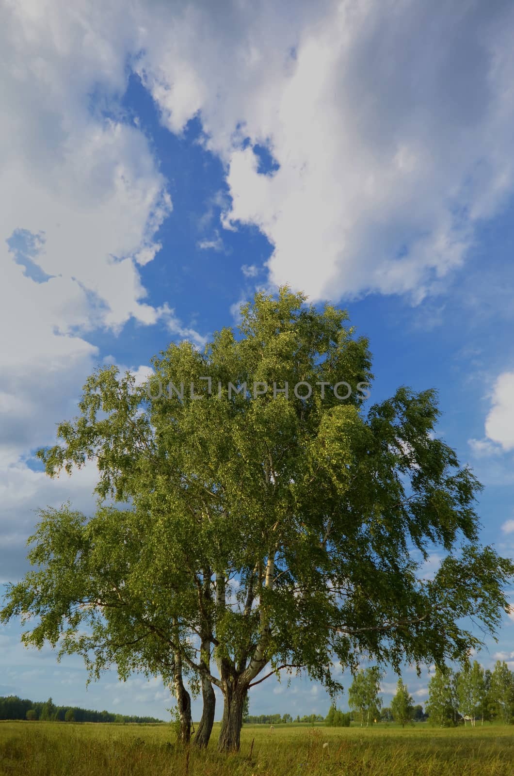 landscape with tree and blue sky in summer