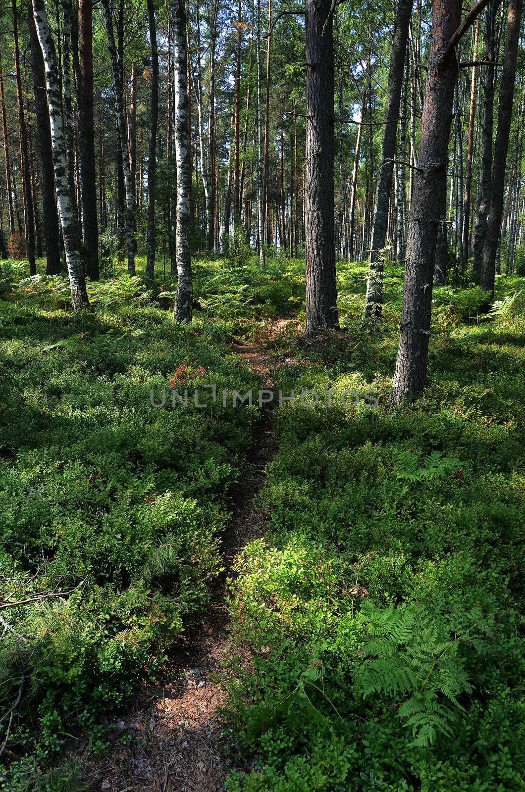  away in a pine forest on the fabulous tracks