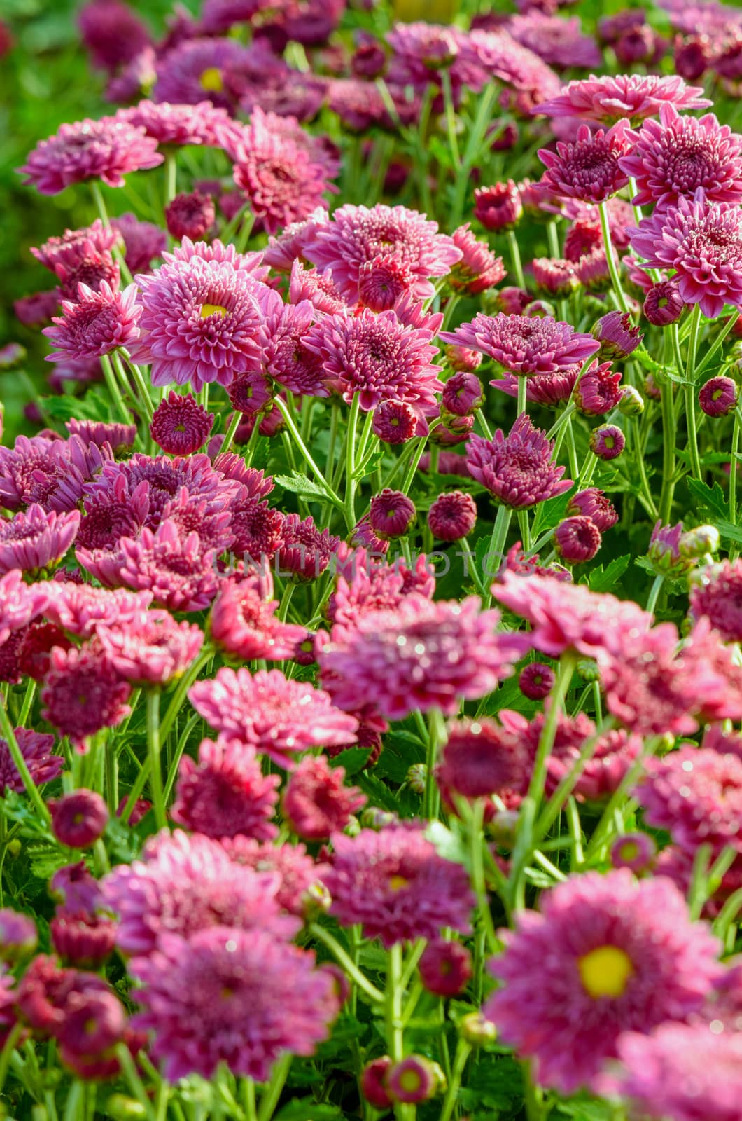 Magenta Chrysanthemum Morifolium flowers garden on Doi Inthanon mountain in Chiang Mai province of Thailand.