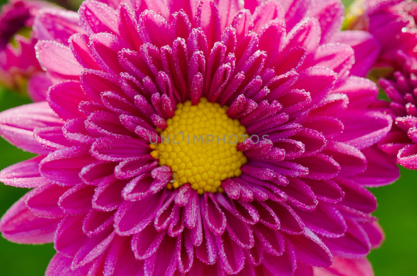 Top view close up fuchsia Chrysanthemum Morifolium flowers which is filled with morning dew.