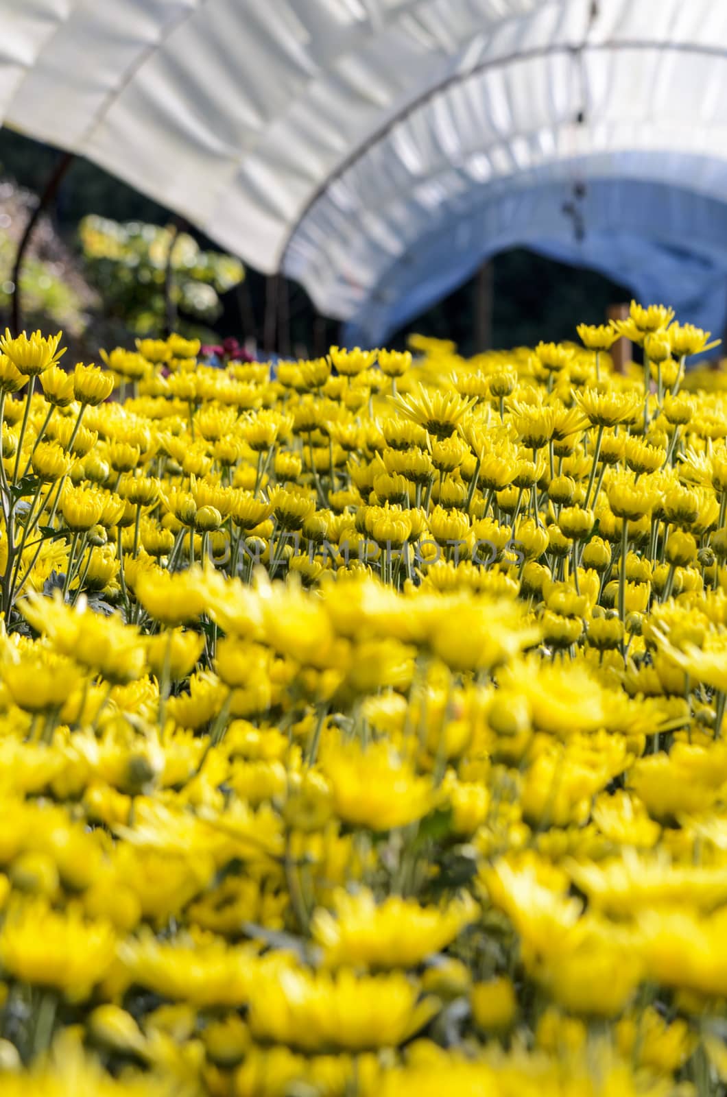 Inside greenhouse of yellow Chrysanthemum flowers farms on Doi Inthanon mountain in Chiang Mai province, Thailand.