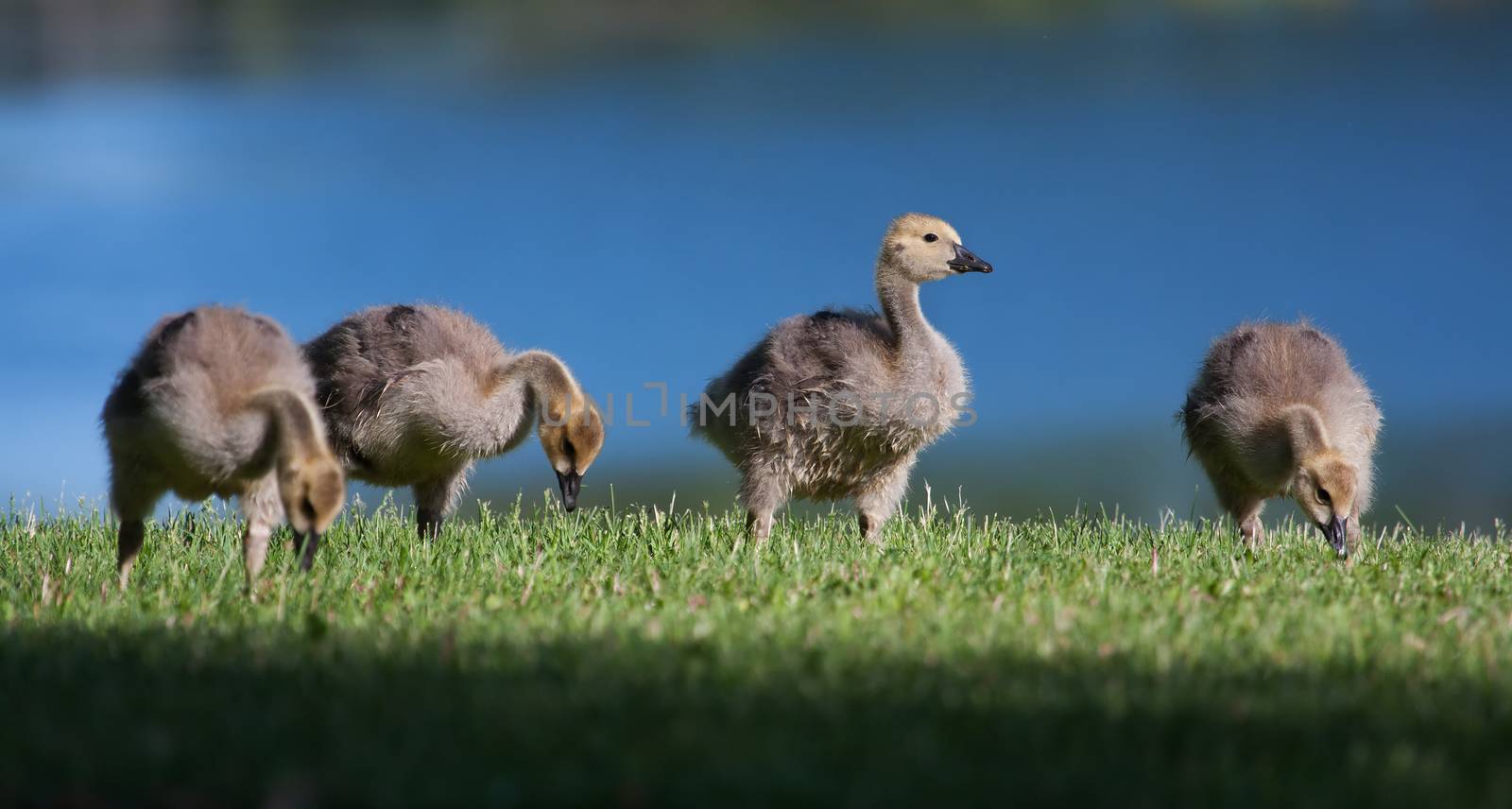 Goslings eating grass near the lake shore