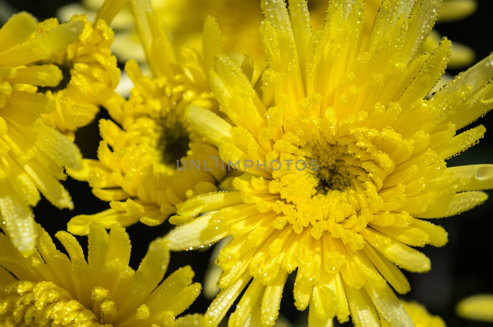 Top view close up yellow Chrysanthemum Morifolium flowers which is filled with morning dew.