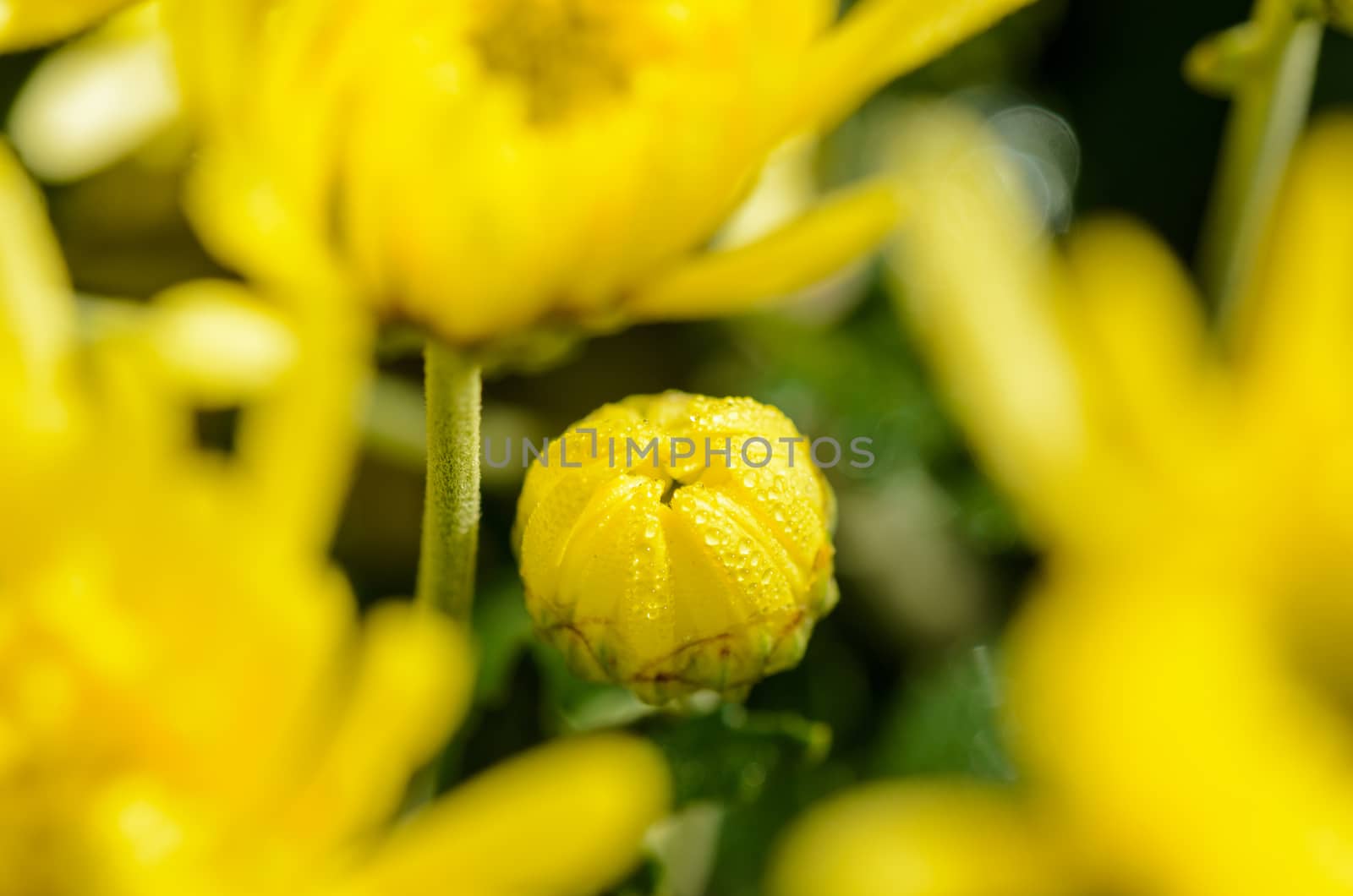 Close up buds yellow Chrysanthemum Morifolium flowers which is filled with morning dew.
